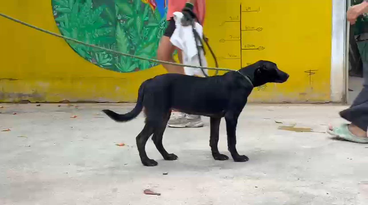 Enlarge Ebony, a Adoptable mixed breed in New York, NY video 3/6