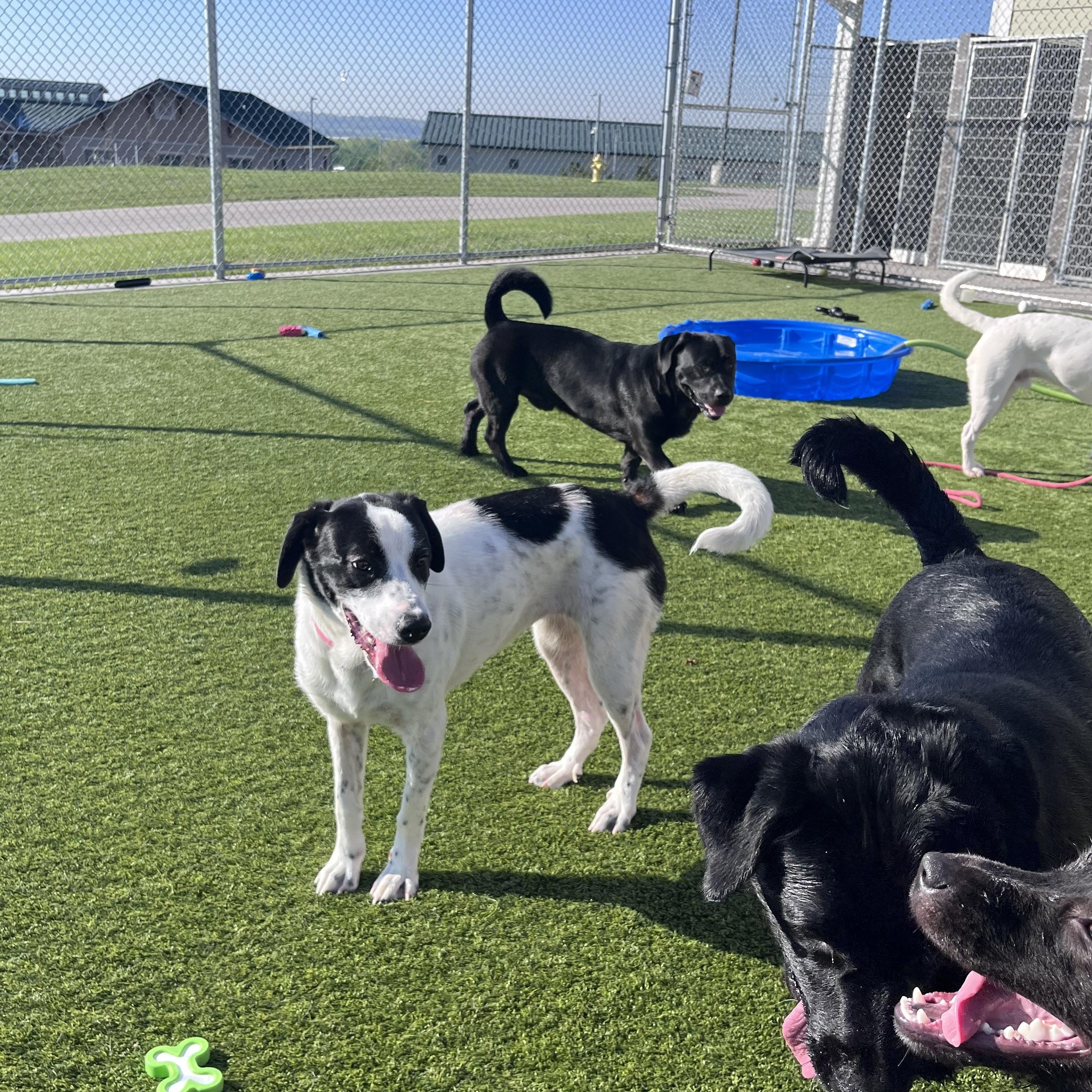 Enlarge Violet, a ADOPTABLE mixed breed in Liberty, MO image 4/6