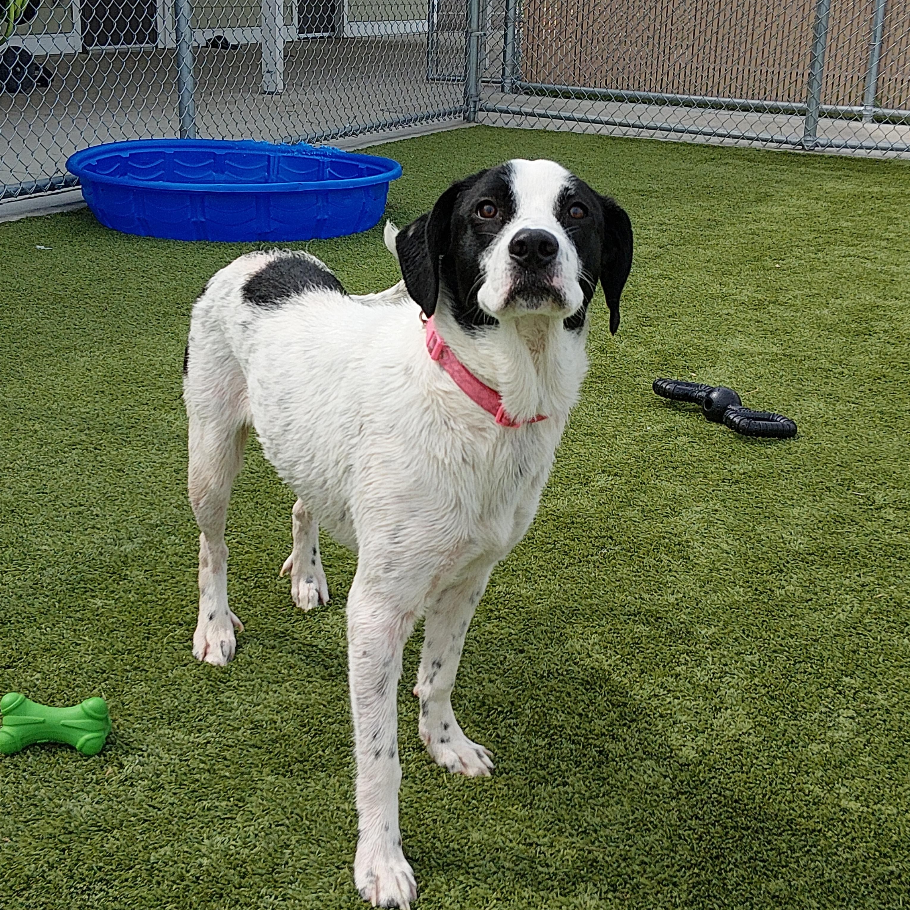 Enlarge Violet, a ADOPTABLE mixed breed in Liberty, MO image 1/6