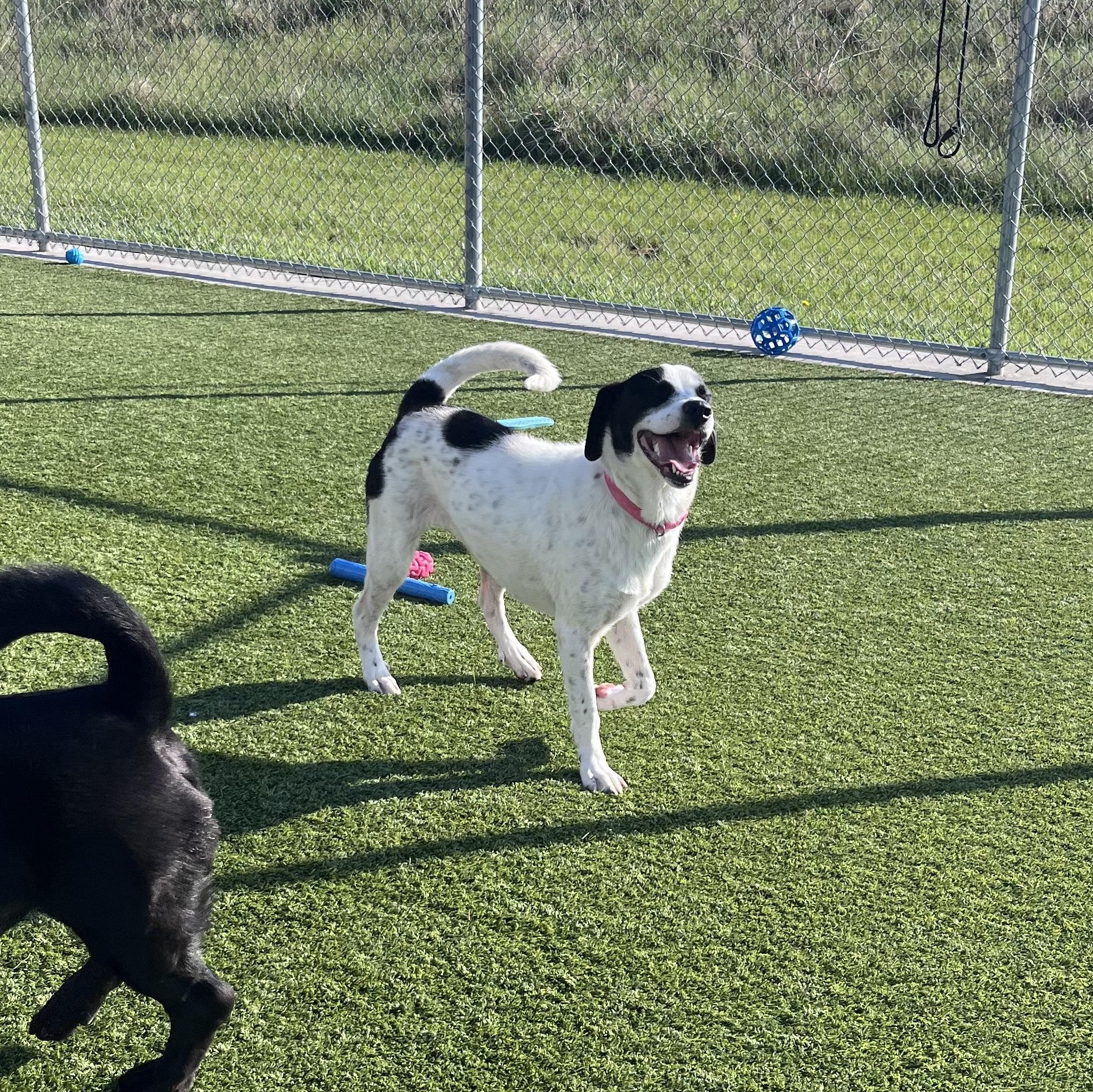 Enlarge Violet, a ADOPTABLE mixed breed in Liberty, MO image 6/6