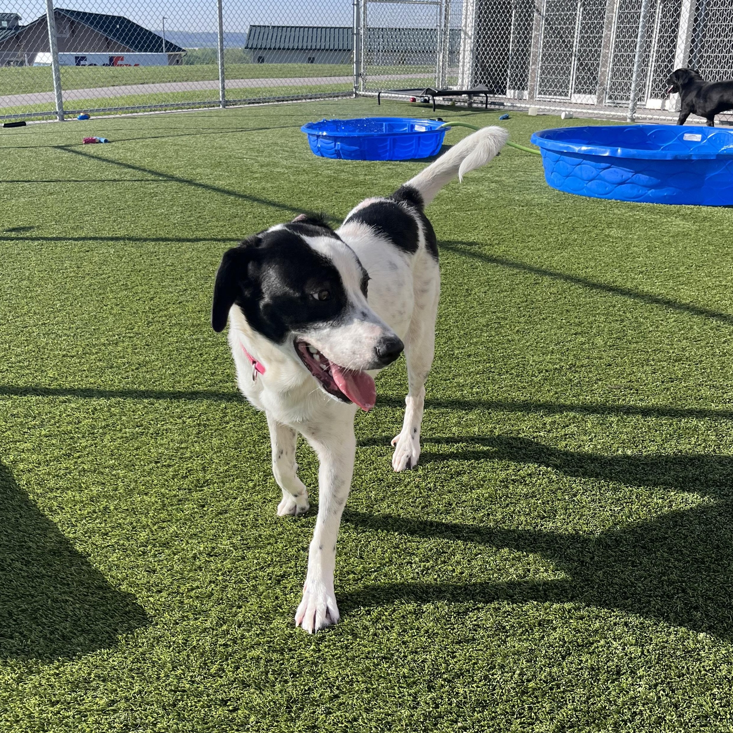 Enlarge Violet, a ADOPTABLE mixed breed in Liberty, MO image 5/6