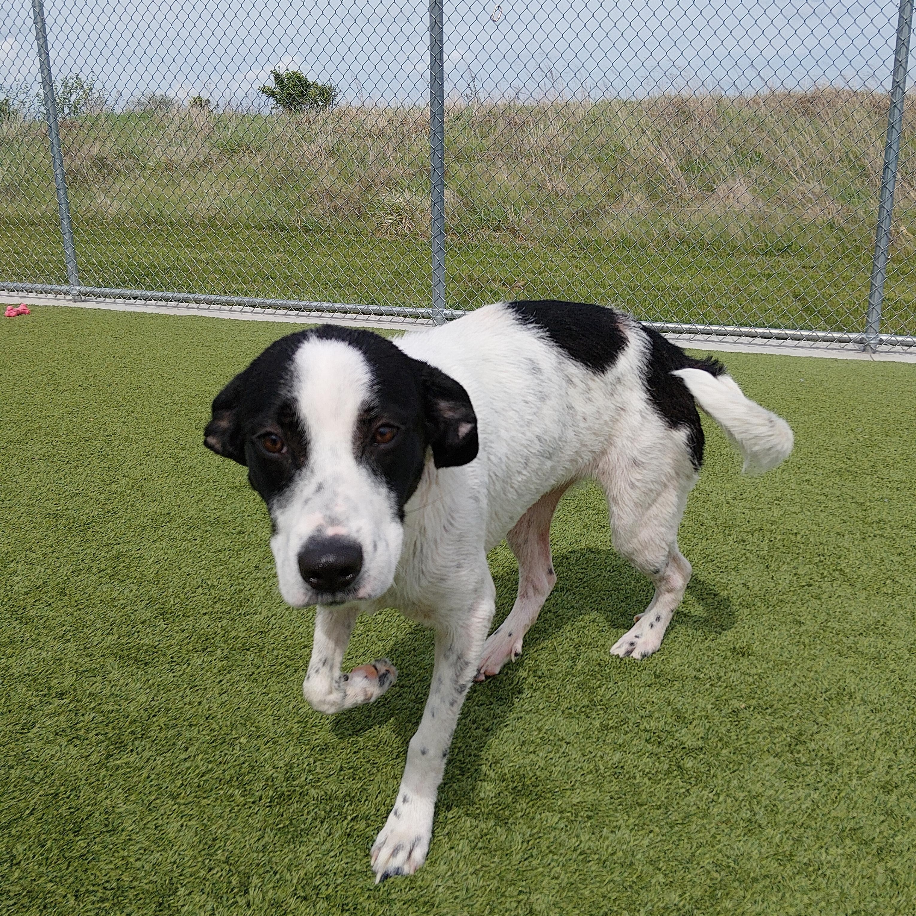 Enlarge Violet, a ADOPTABLE mixed breed in Liberty, MO image 2/6