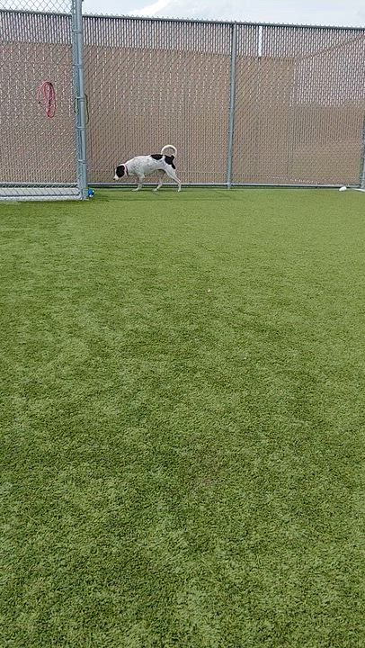 Enlarge Violet, a ADOPTABLE mixed breed in Liberty, MO video 3/6