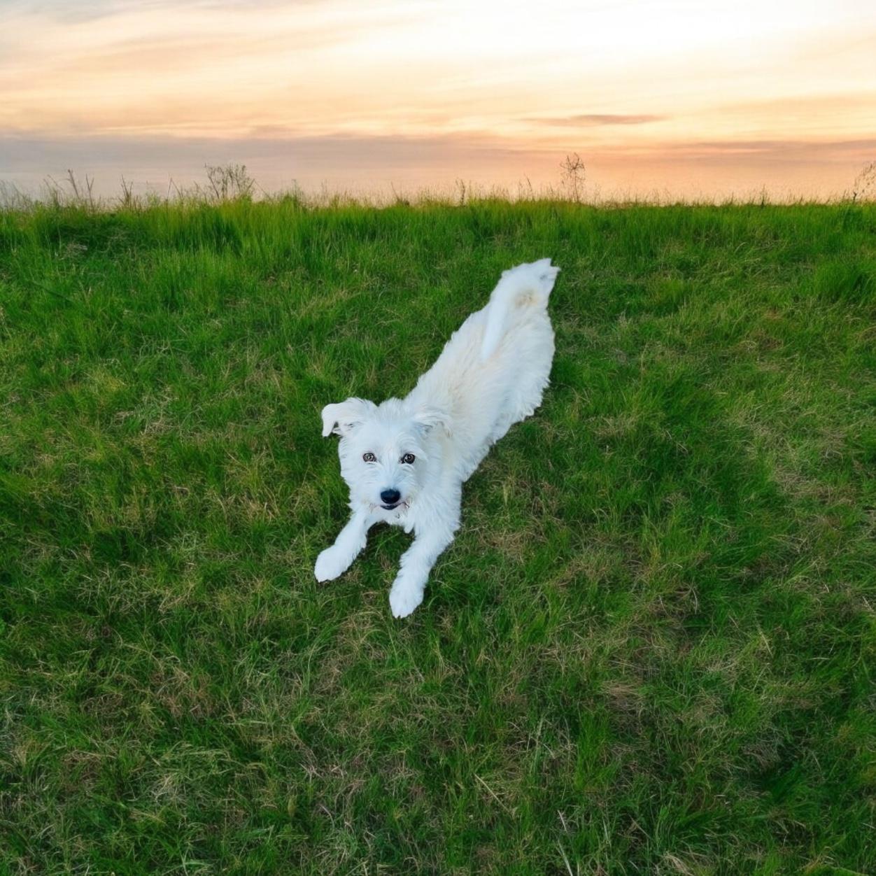 MR SCRUFF, Adoptable, Young Male Schnoodle & Miniature Schnauzer.