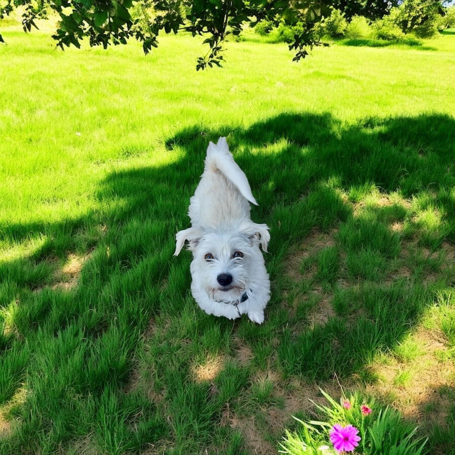 MR SCRUFF, a Adoptable mixed breed in Yuba city, CA image 3/4
