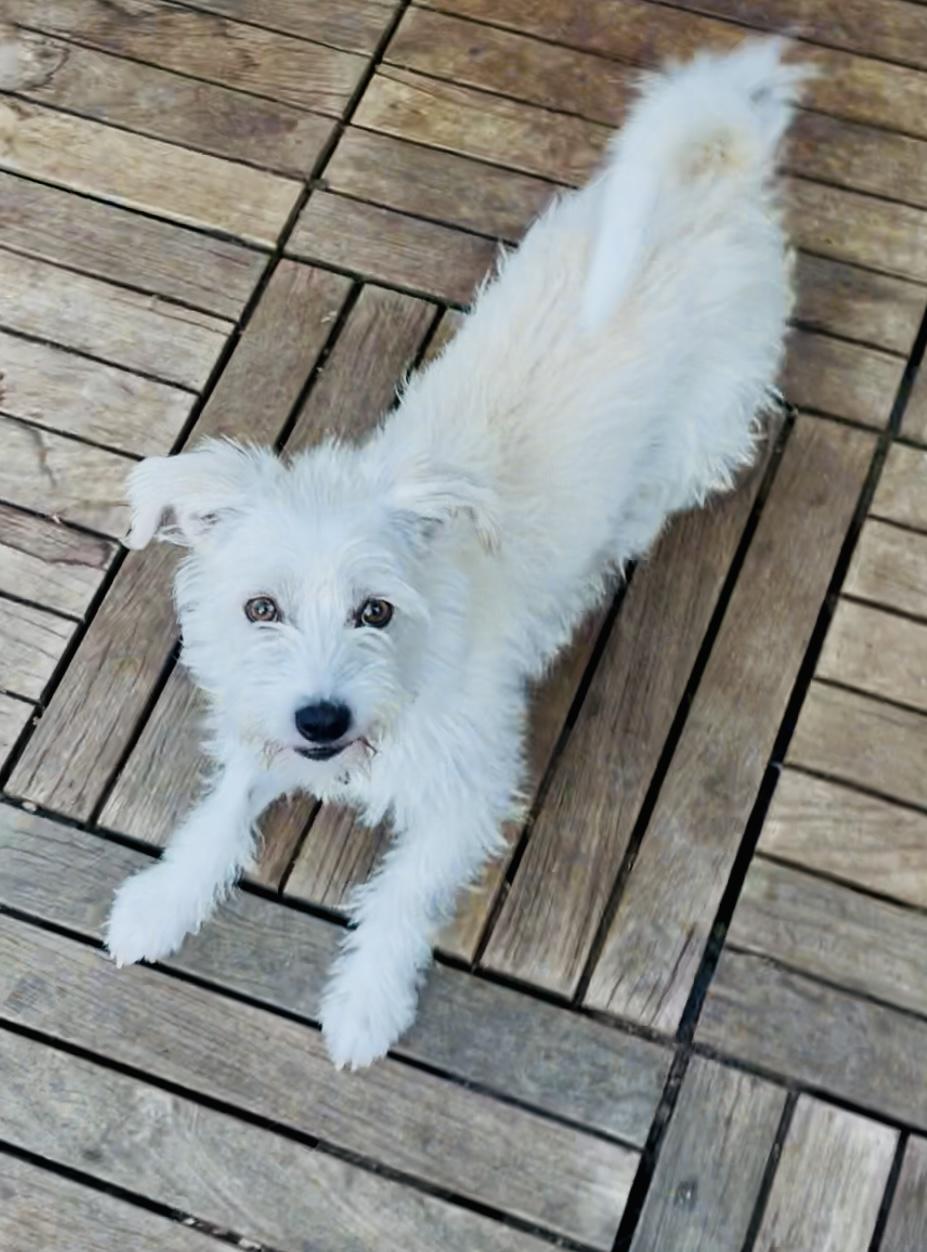 MR SCRUFF, a Adoptable mixed breed in Yuba city, CA image 4/4