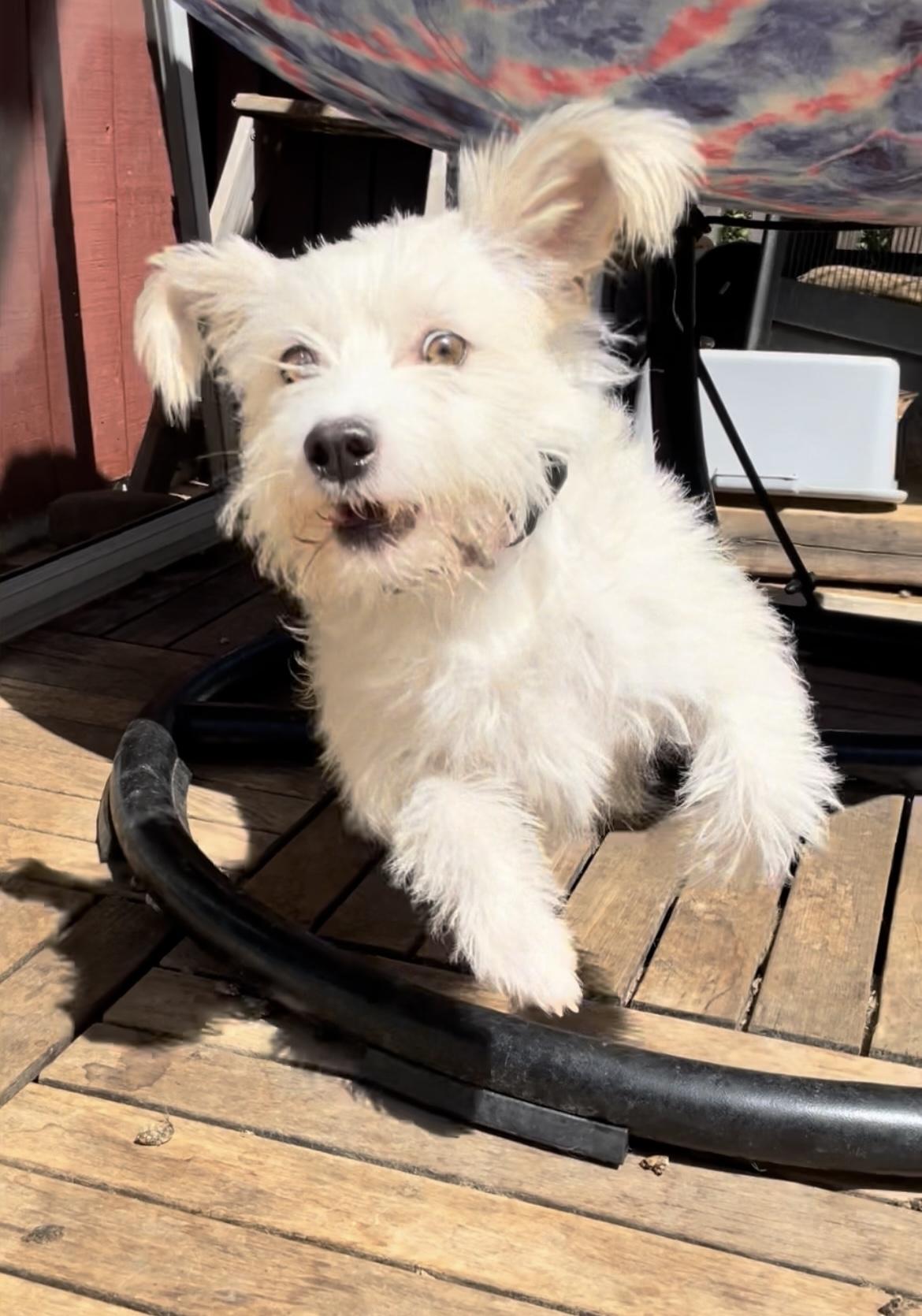 MR SCRUFF, a Adoptable mixed breed in Yuba city, CA image 1/4