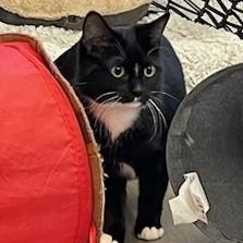 Enlarge Boots, a Adoptable Domestic Short Hair in Renton , WA image 6/6