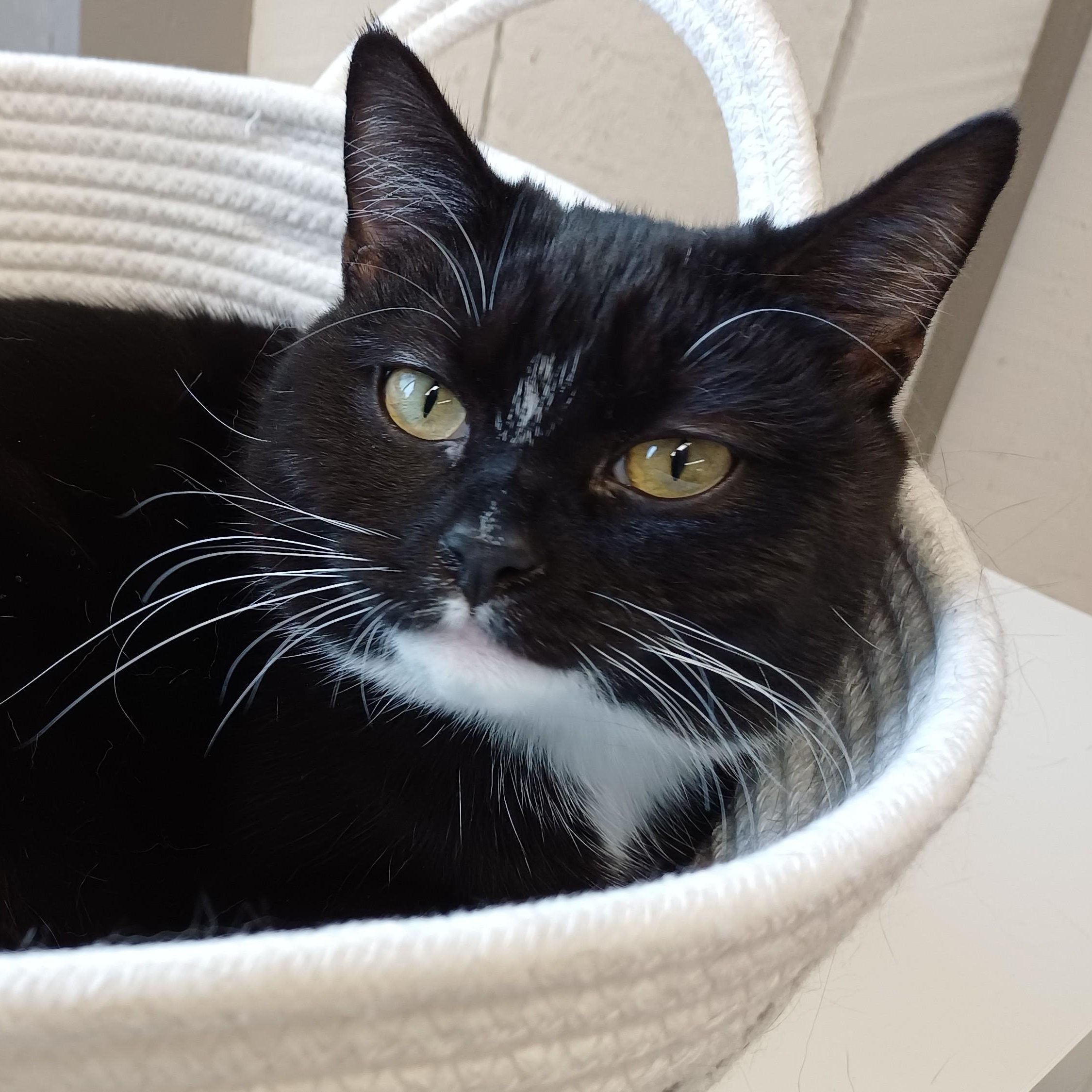 Enlarge Boots, a Adoptable Domestic Short Hair in Renton , WA image 2/6