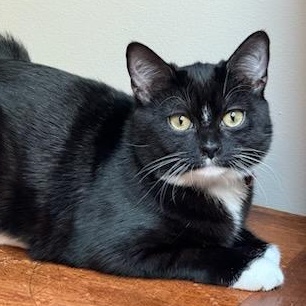 Enlarge Boots, a Adoptable Domestic Short Hair in Renton , WA image 1/6