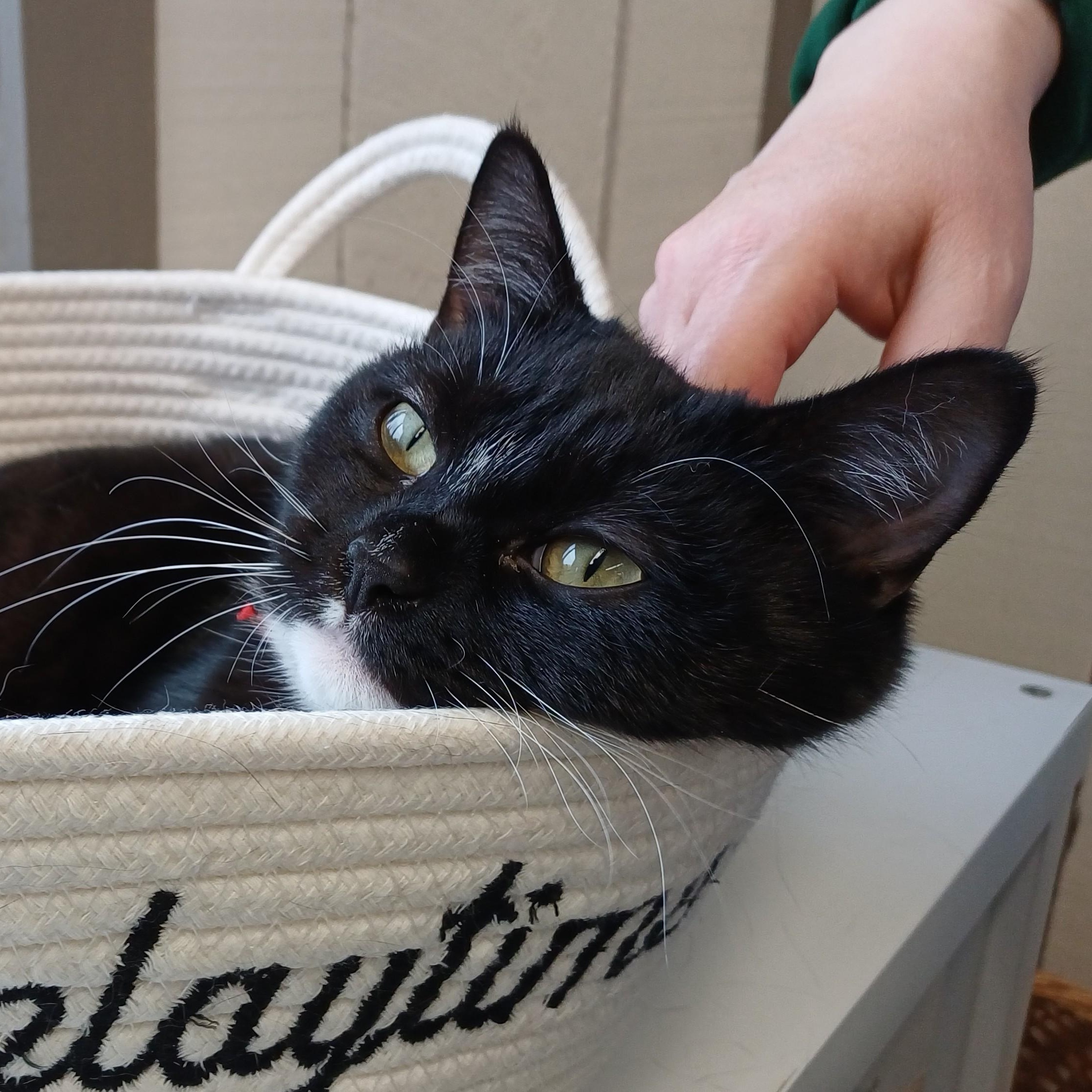 Enlarge Boots, a Adoptable Domestic Short Hair in Renton , WA image 5/6