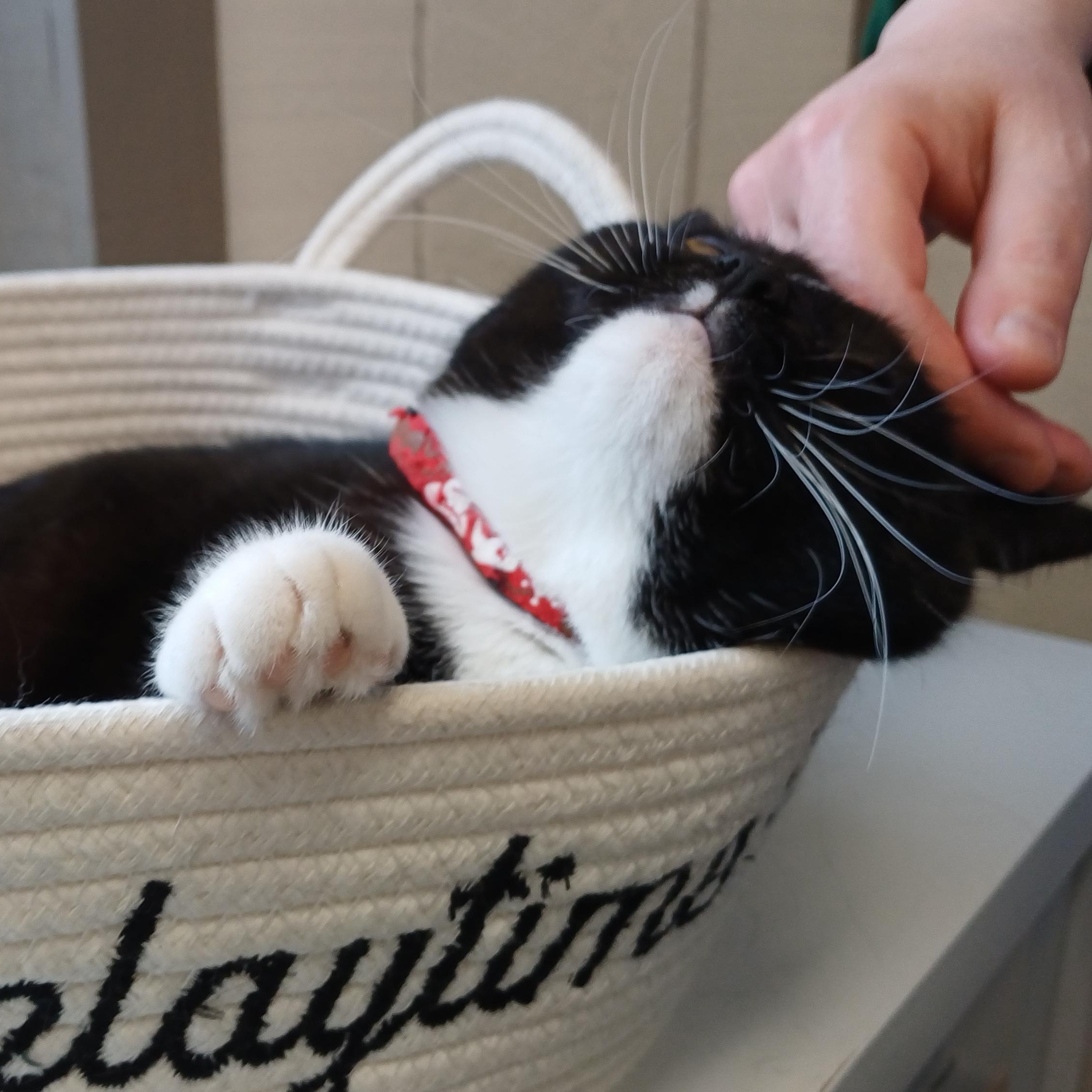 Enlarge Boots, a Adoptable Domestic Short Hair in Renton , WA image 3/6