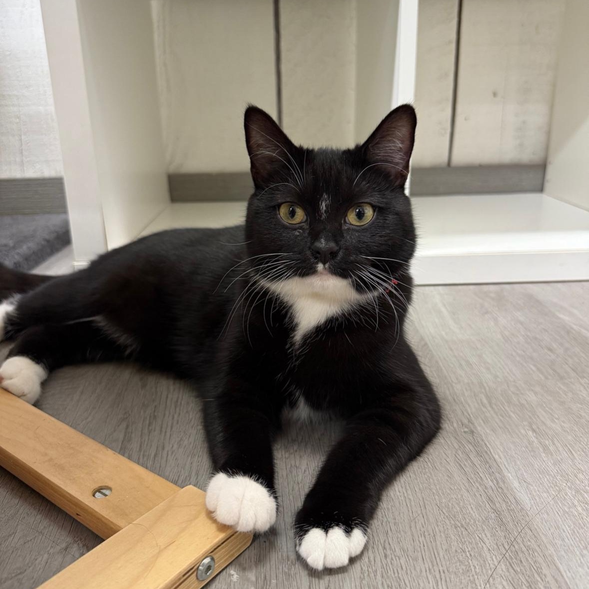 Enlarge Boots, a Adoptable Domestic Short Hair in Renton , WA image 4/6