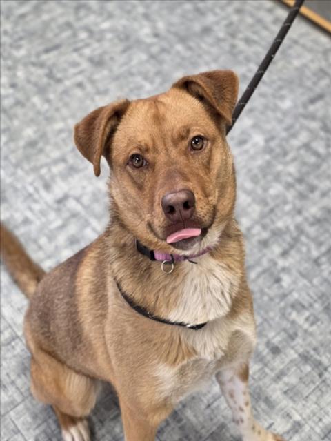 SONRISA, Adoptable, Young Female Australian Cattle Dog / Blue Heeler & Mixed Breed.