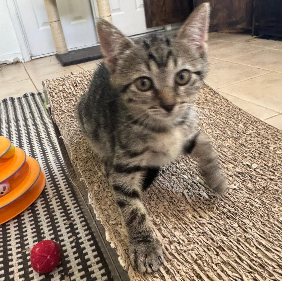 Tammy Lynn — thumbnail 3