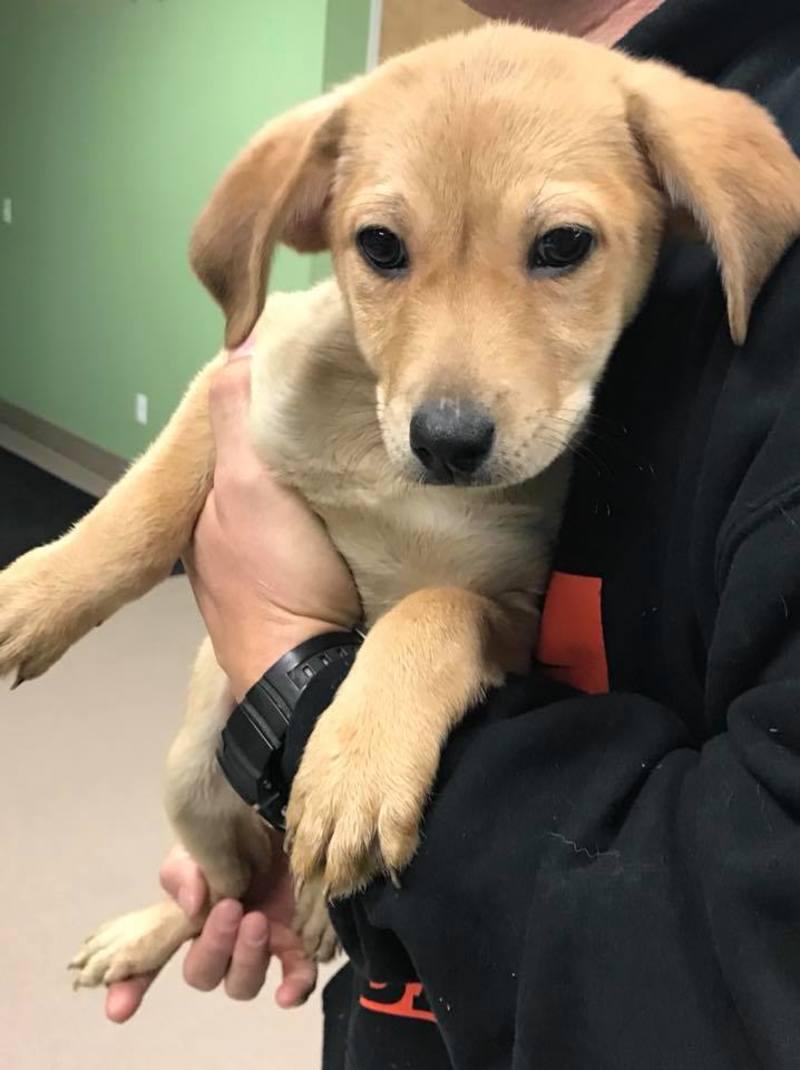 Enlarge Jangles, a Adopted mixed breed in La Porte, IN image 1/1