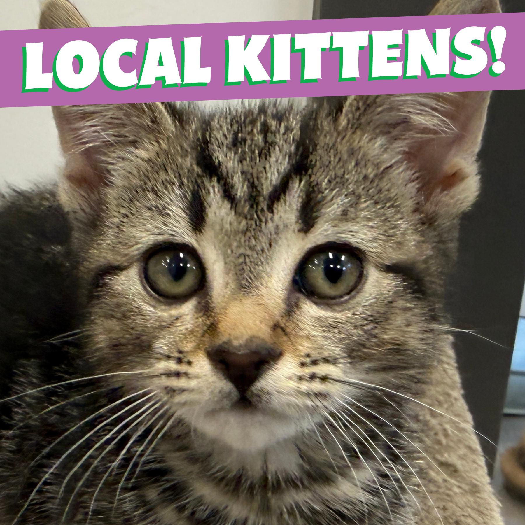 Enlarge LOCAL KITTENS, The Looney Tunes, an adopted mixed breed in Clayville, RI image 1/6