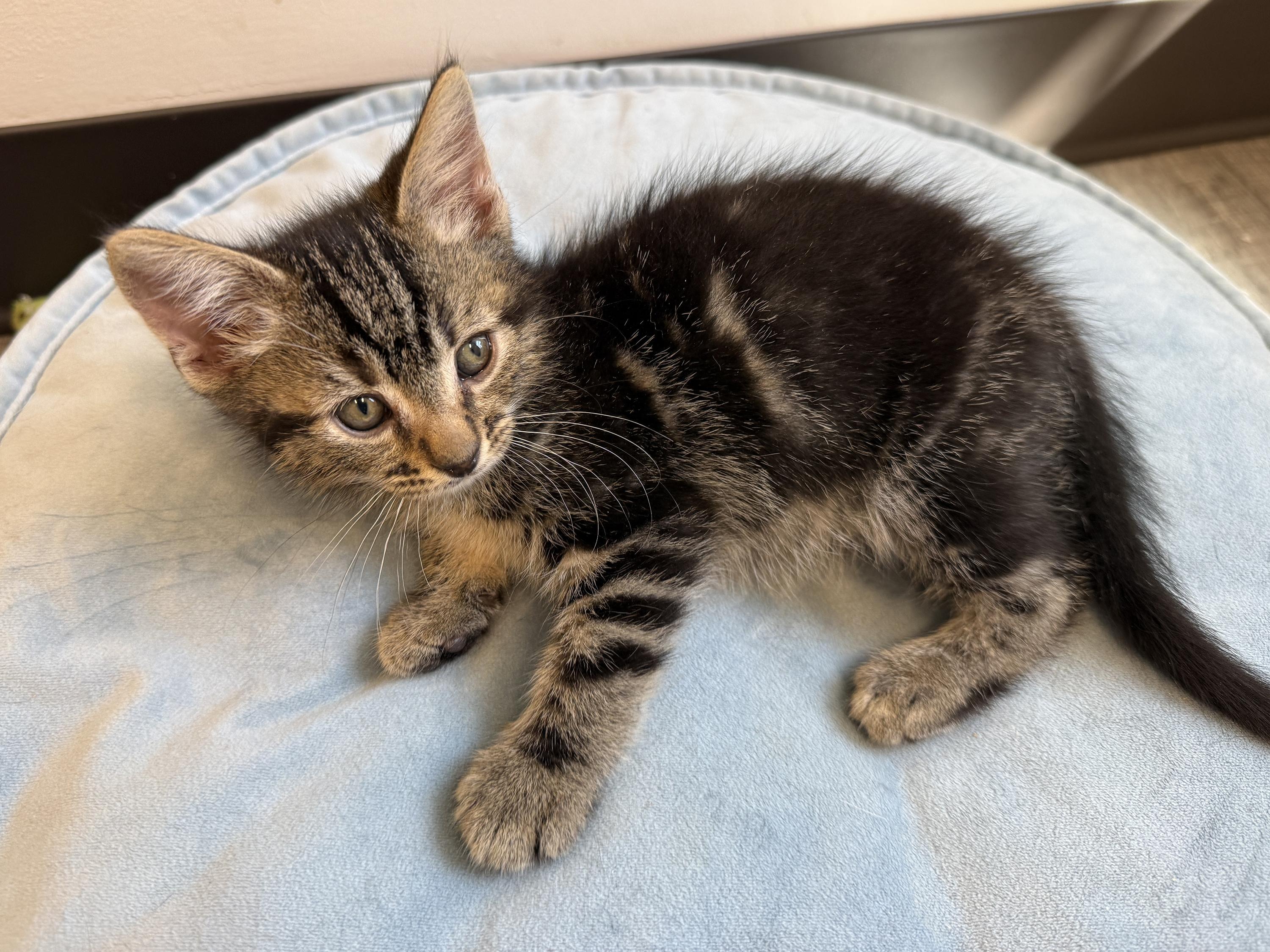 Enlarge LOCAL KITTENS, The Looney Tunes, an adopted mixed breed in Clayville, RI image 2/6
