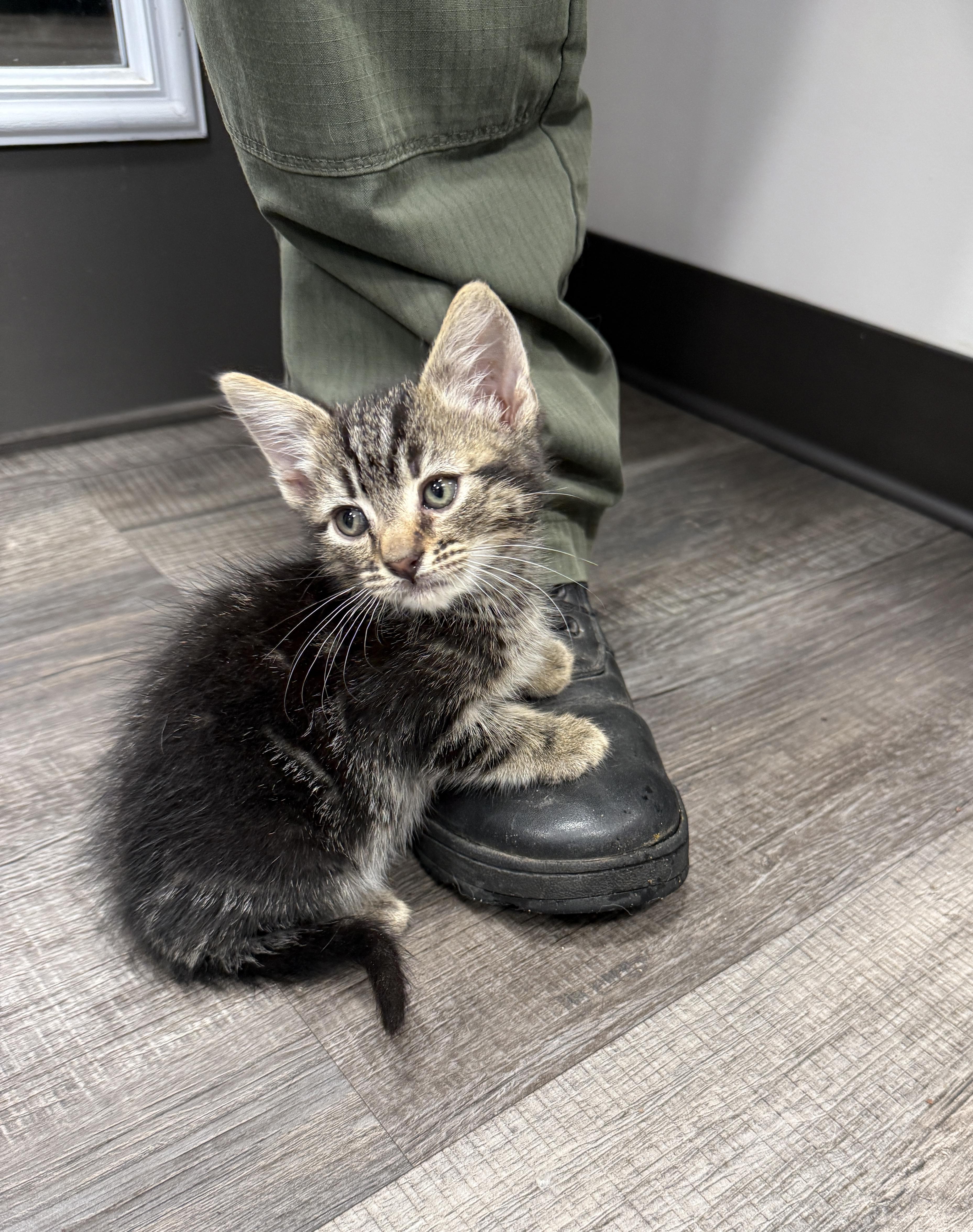 Enlarge LOCAL KITTENS, The Looney Tunes, an adopted mixed breed in Clayville, RI image 5/6