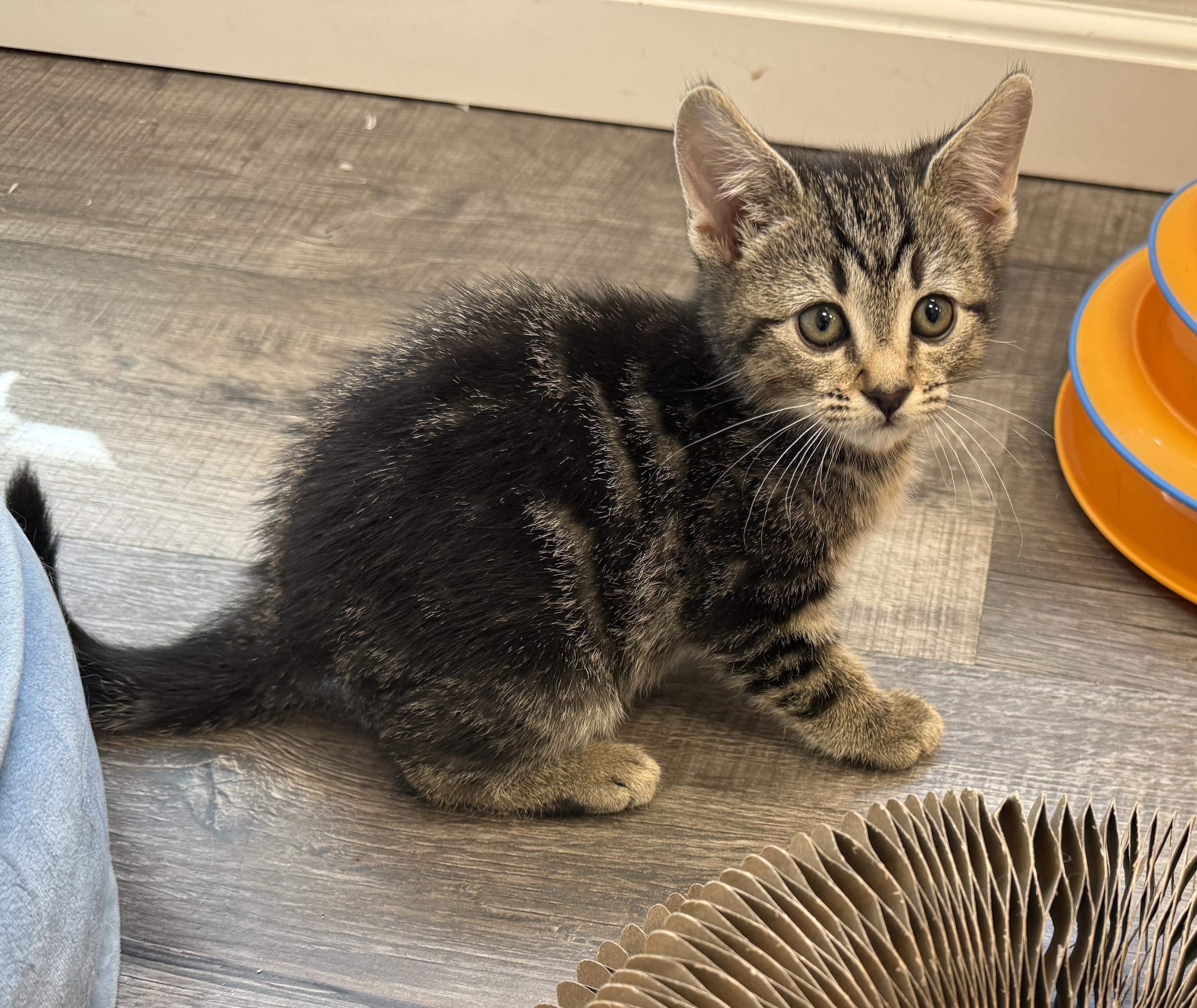 Enlarge LOCAL KITTENS, The Looney Tunes, an adopted mixed breed in Clayville, RI image 3/6