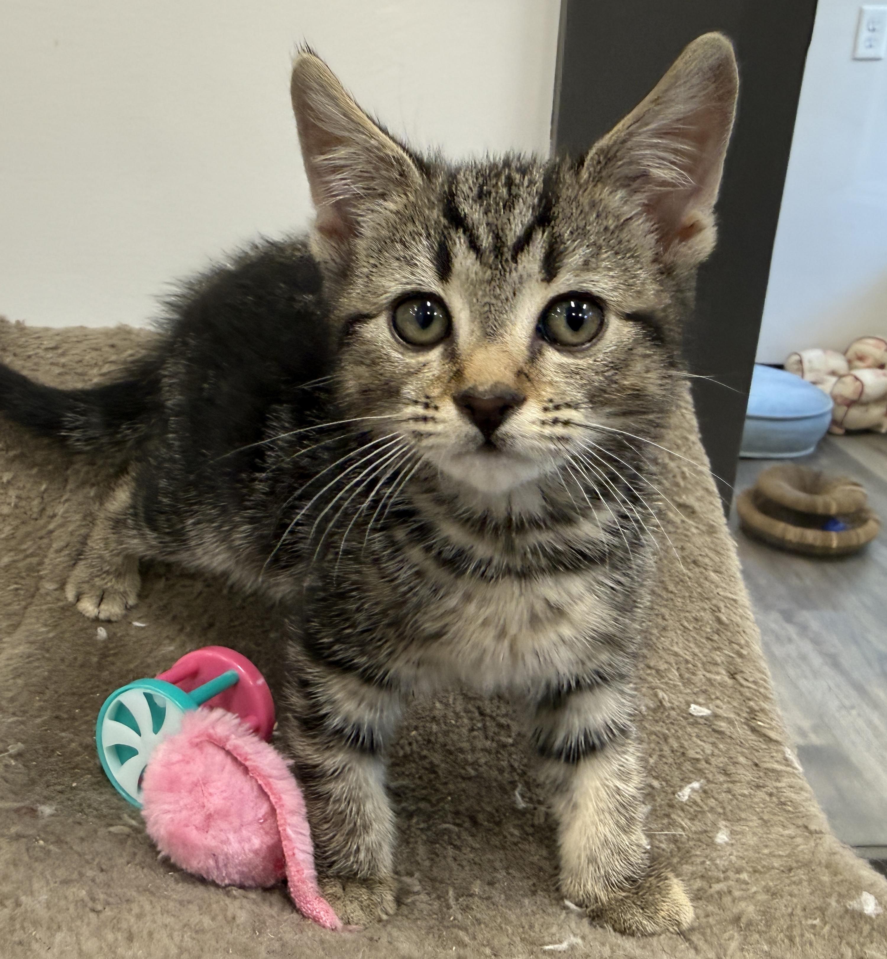 Enlarge LOCAL KITTENS, The Looney Tunes, an adopted mixed breed in Clayville, RI image 4/6