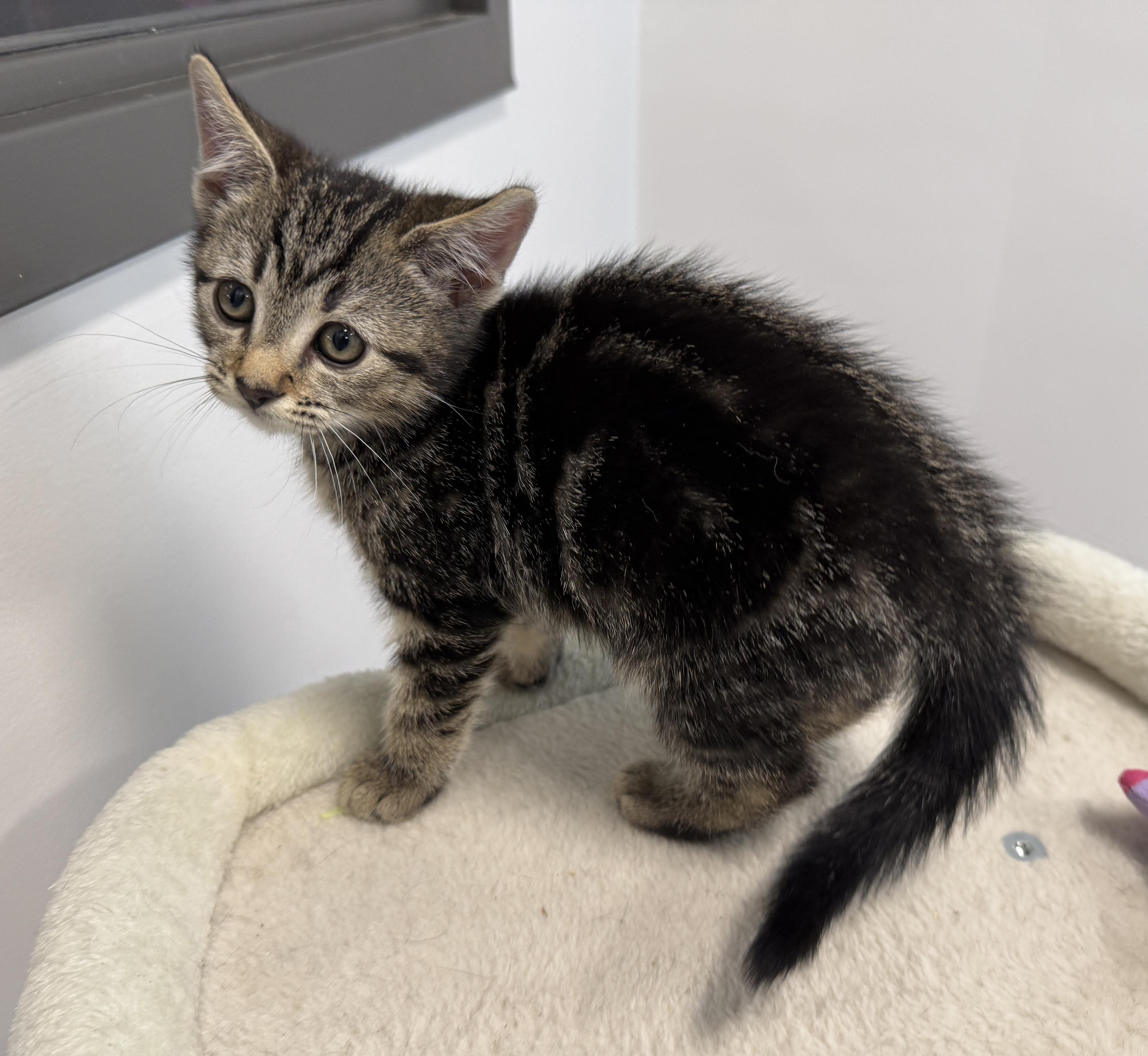 Enlarge LOCAL KITTENS, The Looney Tunes, an adopted mixed breed in Clayville, RI image 6/6