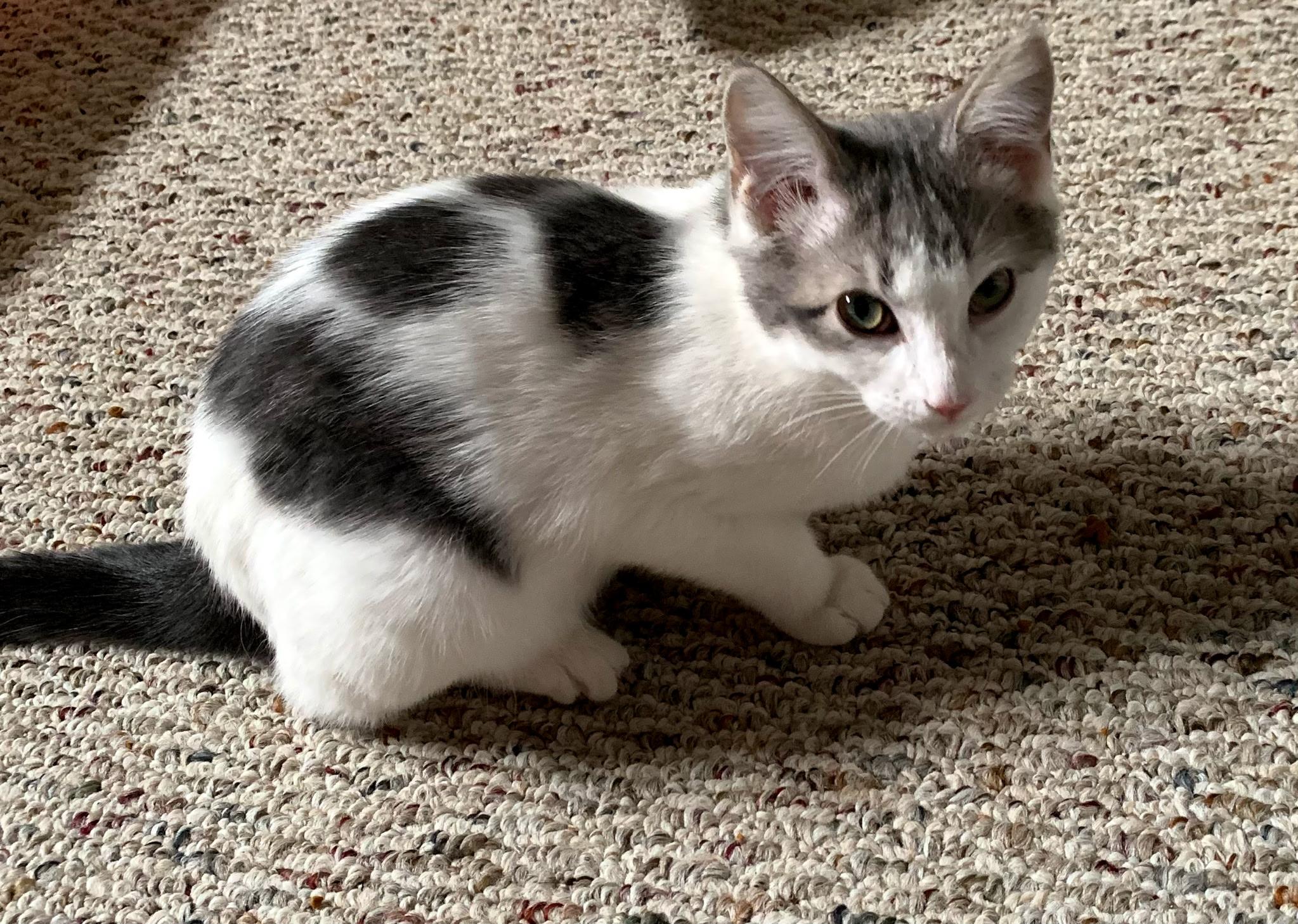 Cypress, ADOPTABLE, Young Female Domestic Short Hair & Tabby.