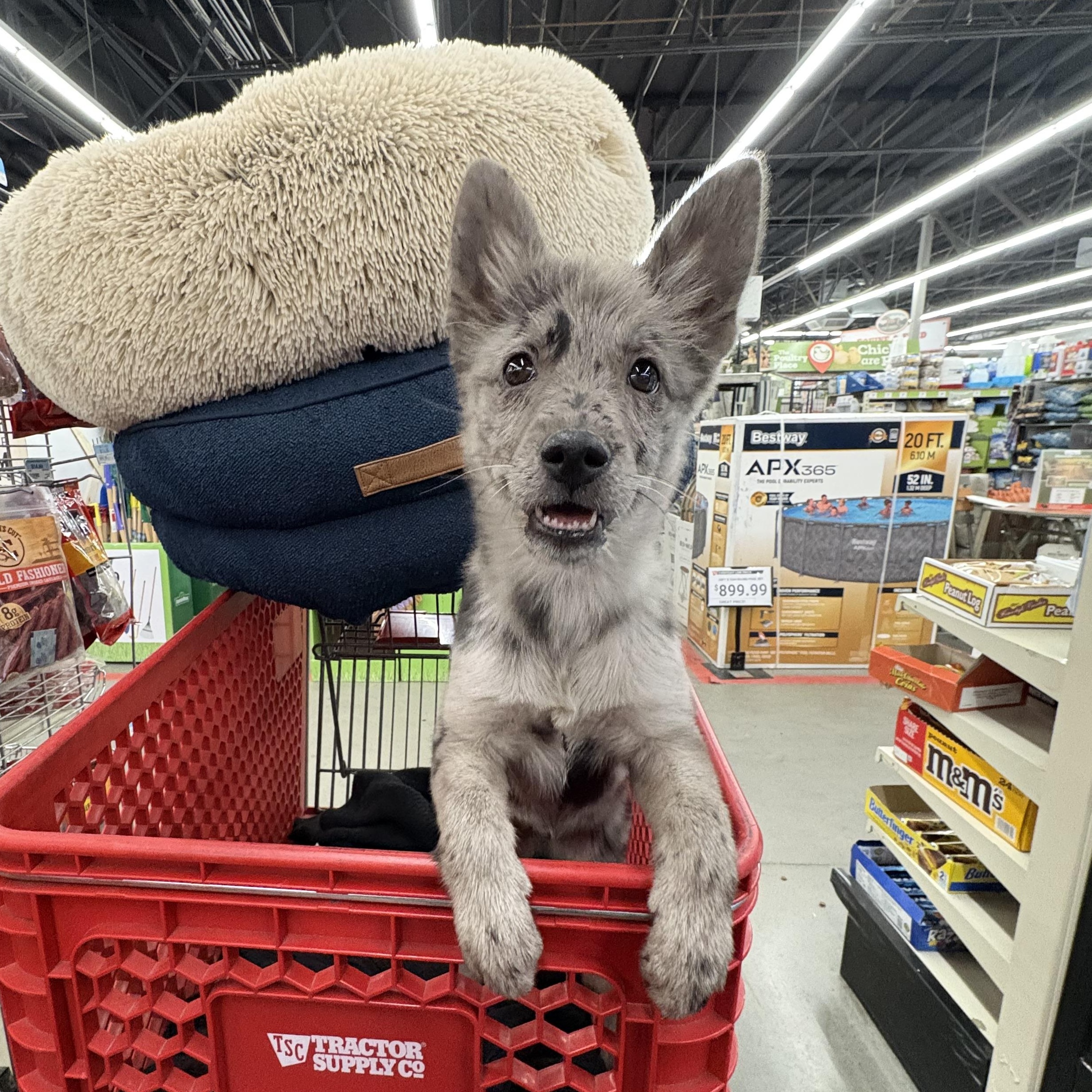 Enlarge Luna, an adopted Australian Cattle Dog / Blue Heeler in Reedley, CA image 2/4