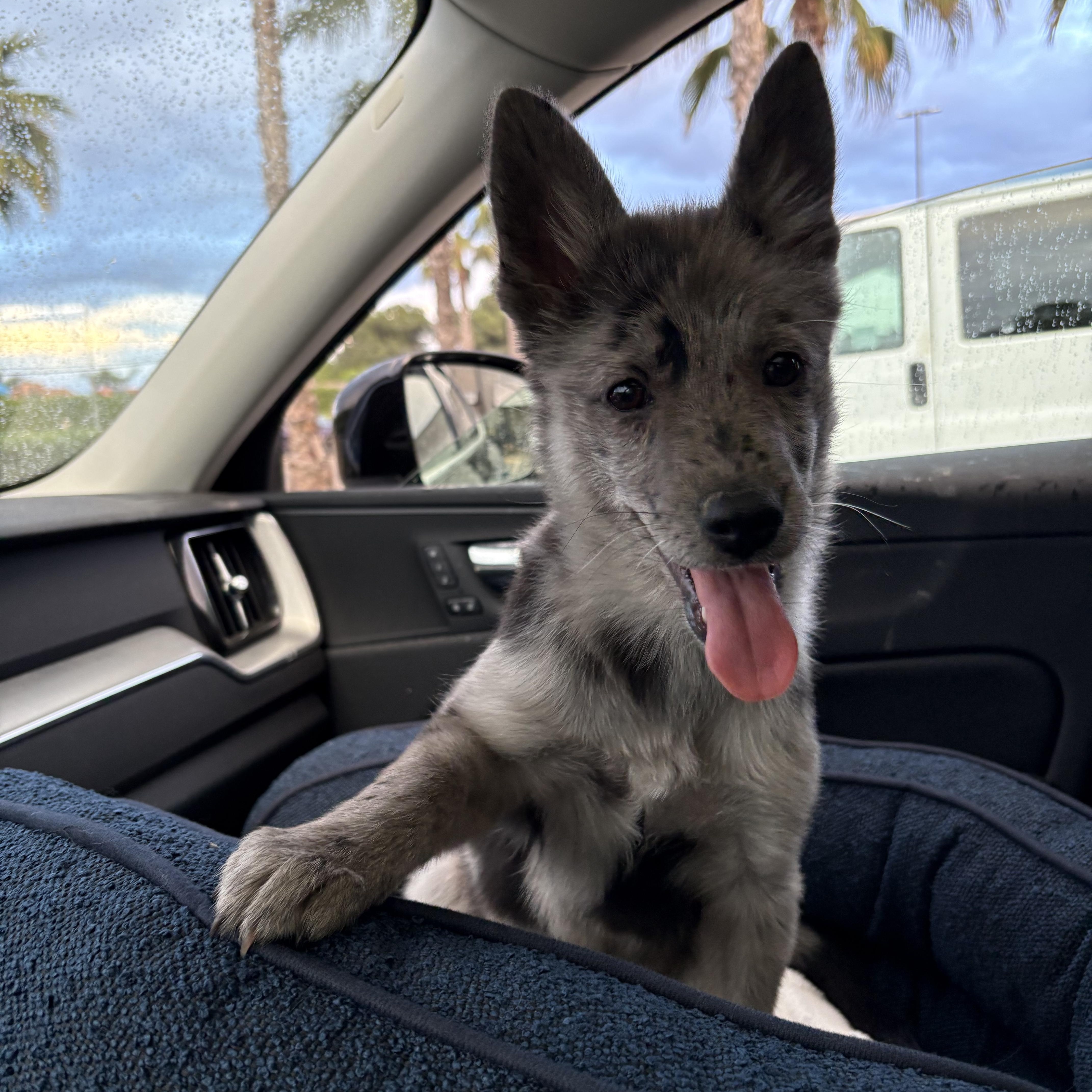 Enlarge Luna, an adopted Australian Cattle Dog / Blue Heeler in Reedley, CA image 3/4