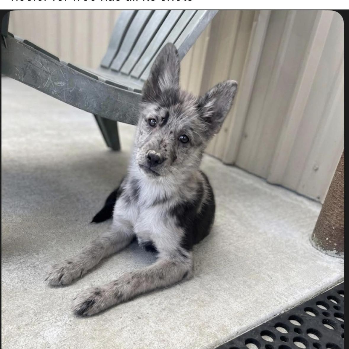 Enlarge Luna, an adopted Australian Cattle Dog / Blue Heeler in Reedley, CA image 4/4