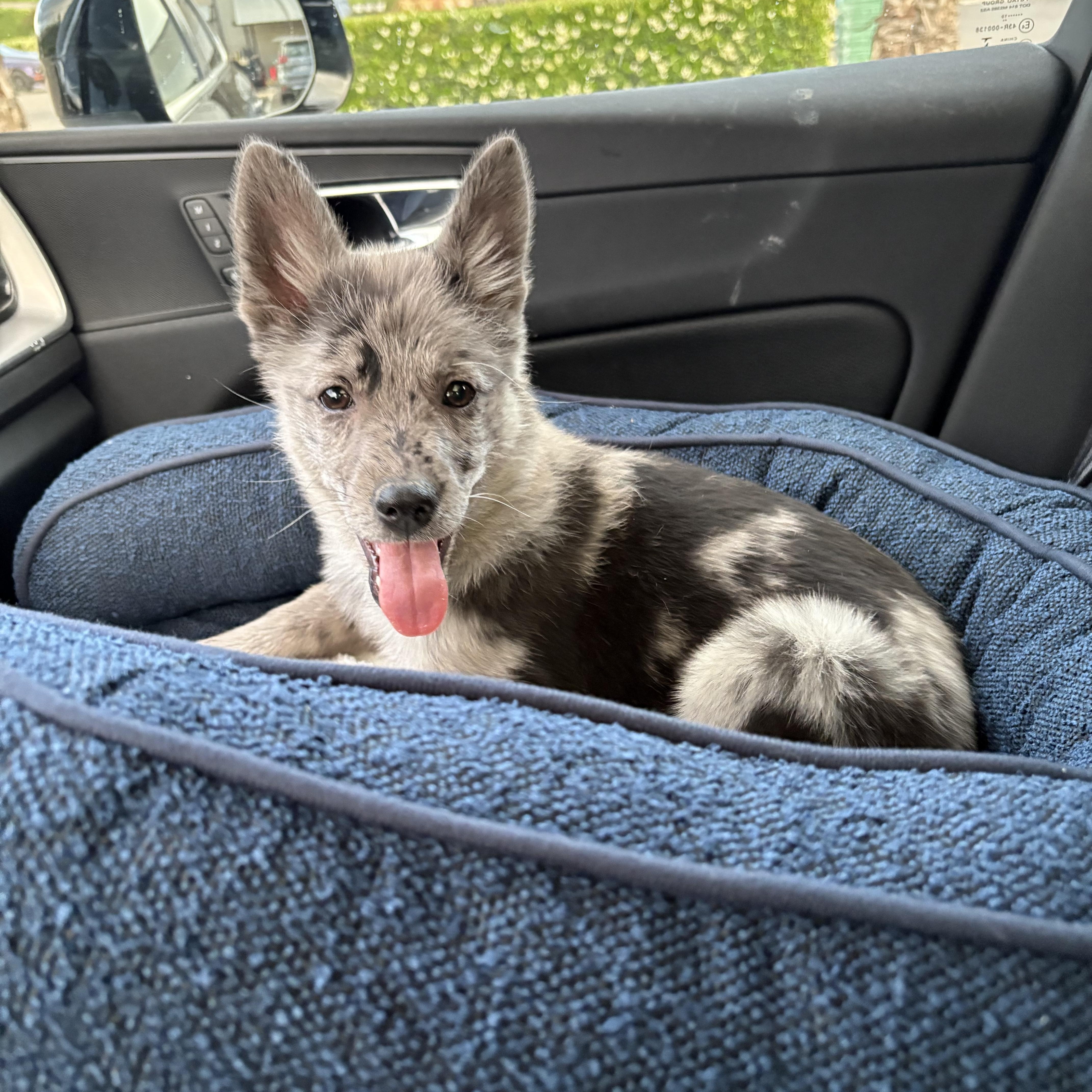 Enlarge Luna, an adopted Australian Cattle Dog / Blue Heeler in Reedley, CA image 1/4