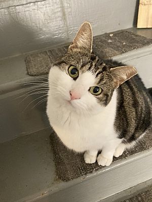 Enlarge Sparkles, a Adoptable Domestic Short Hair in Claymont, DE image 1/1