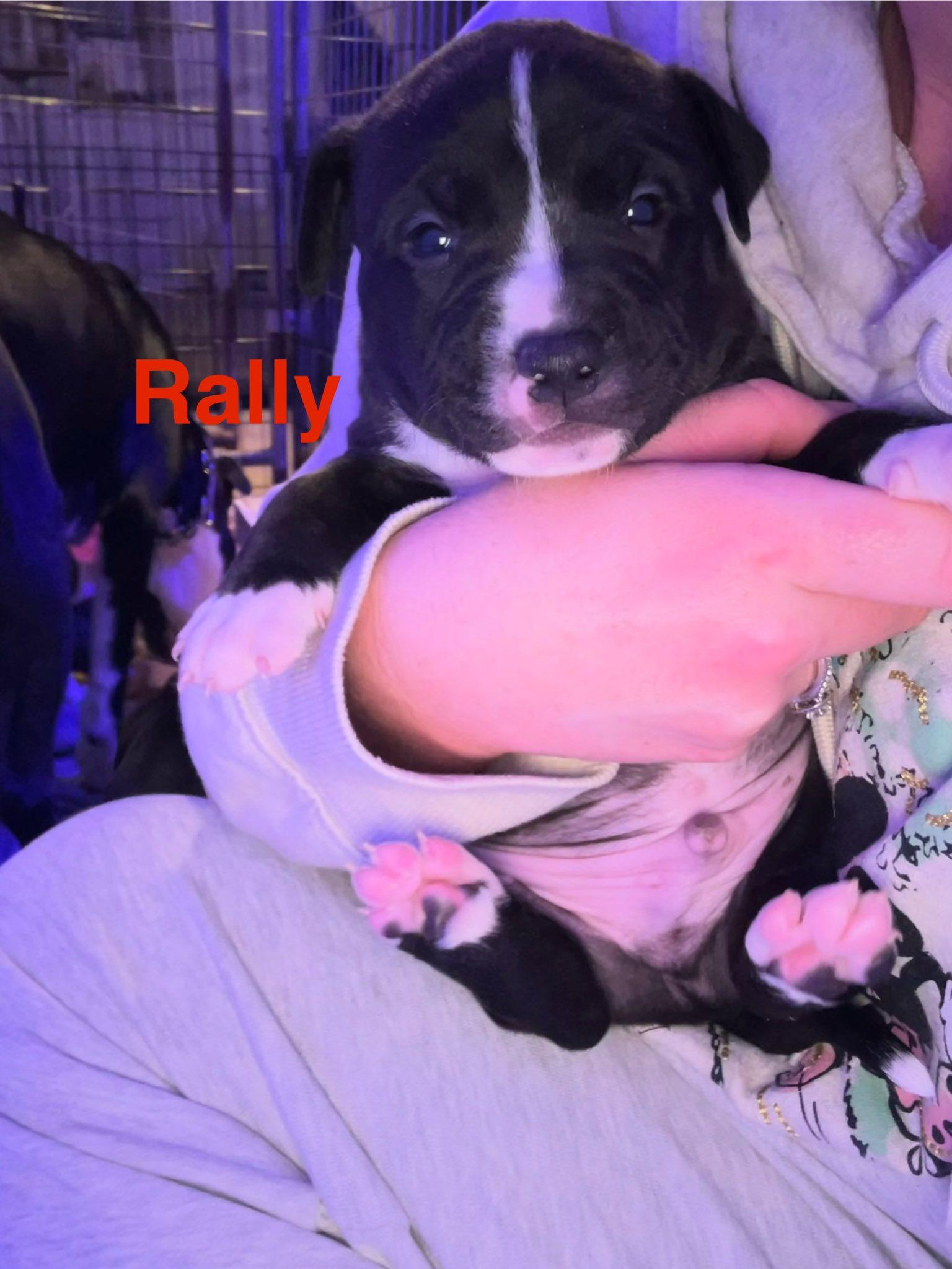 Rally, Adoptable, Puppy Male Pit Bull Terrier.