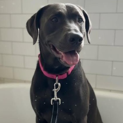 Nola, ADOPTABLE, Adult Female Black Labrador Retriever.
