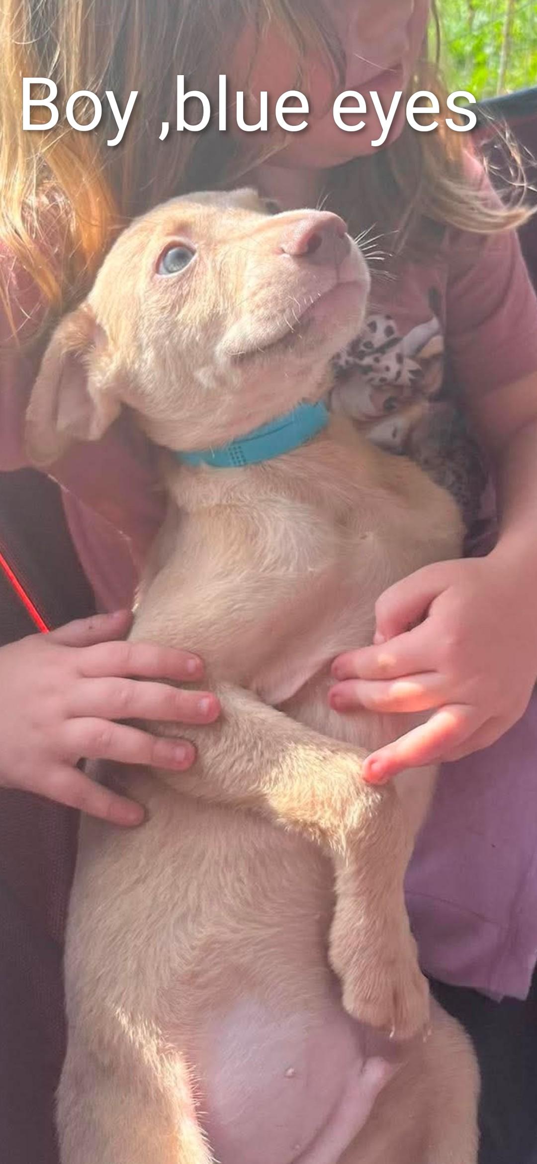 Clover 8, ADOPTABLE, Puppy Male Labrador Retriever.