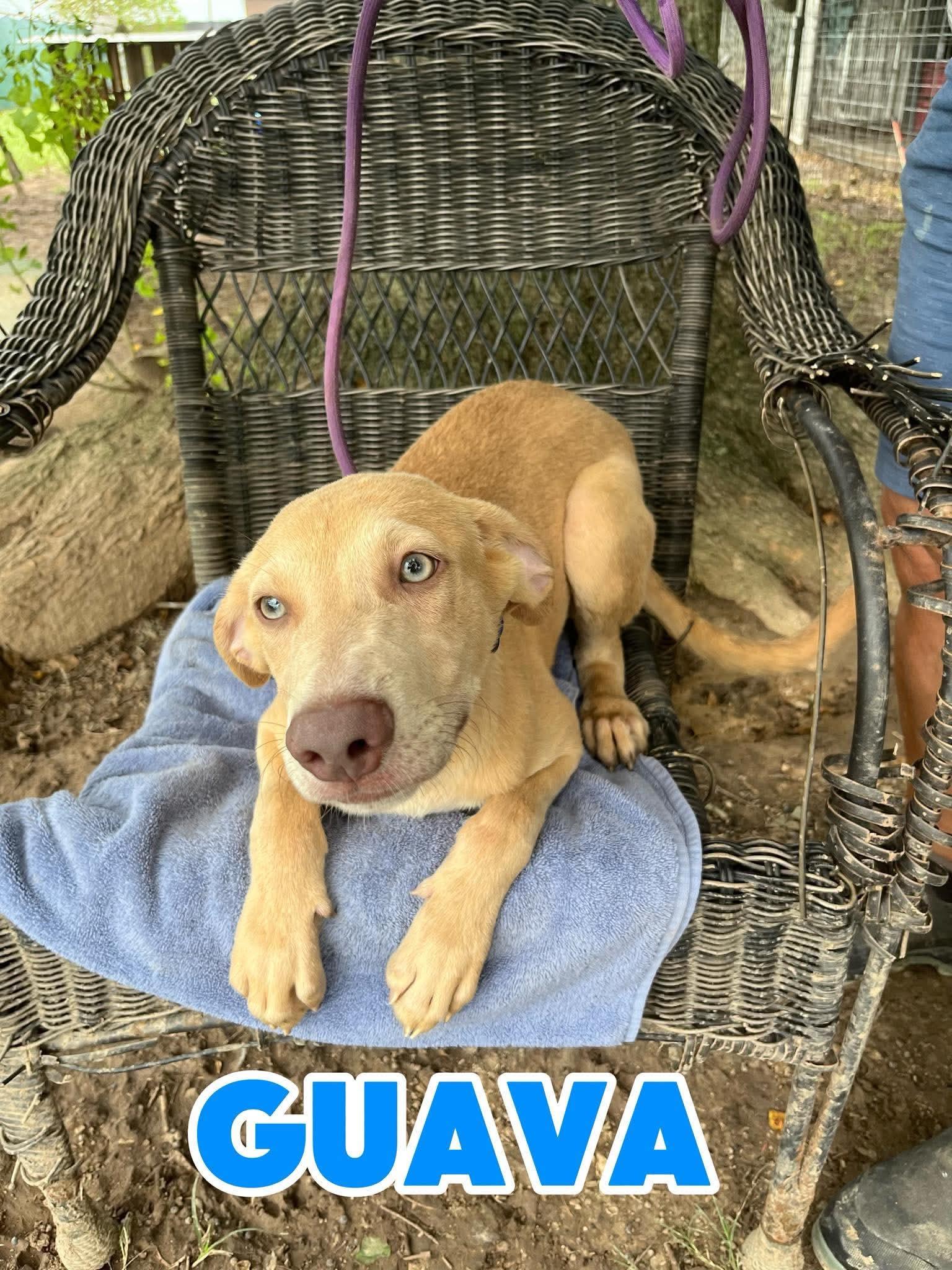 GUAVA, ADOPTABLE, Puppy Male Labrador Retriever.