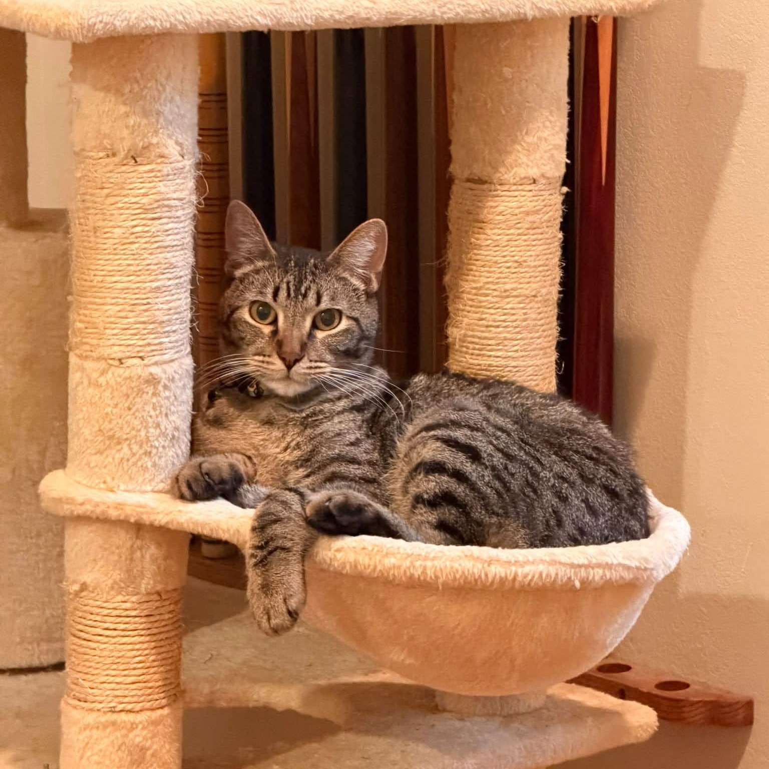 Ridoc, a Adoptable mixed breed in Tyler, TX image 2/6