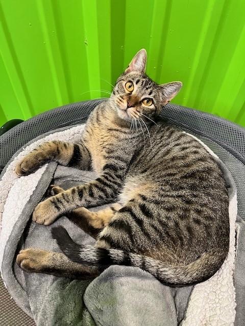 Ridoc, a Adoptable mixed breed in Tyler, TX image 4/6