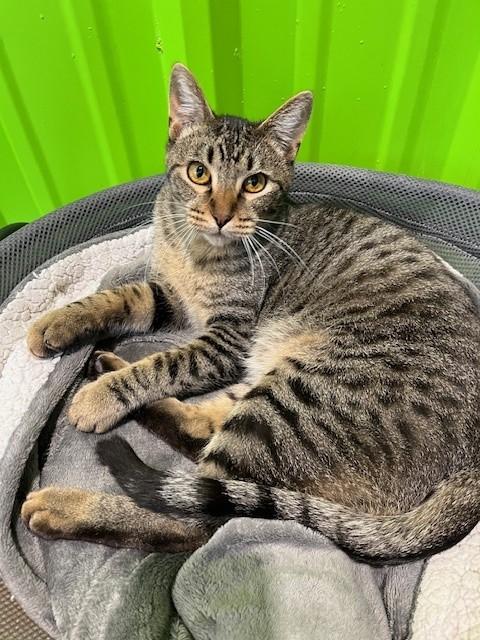 Ridoc, a Adoptable mixed breed in Tyler, TX image 6/6