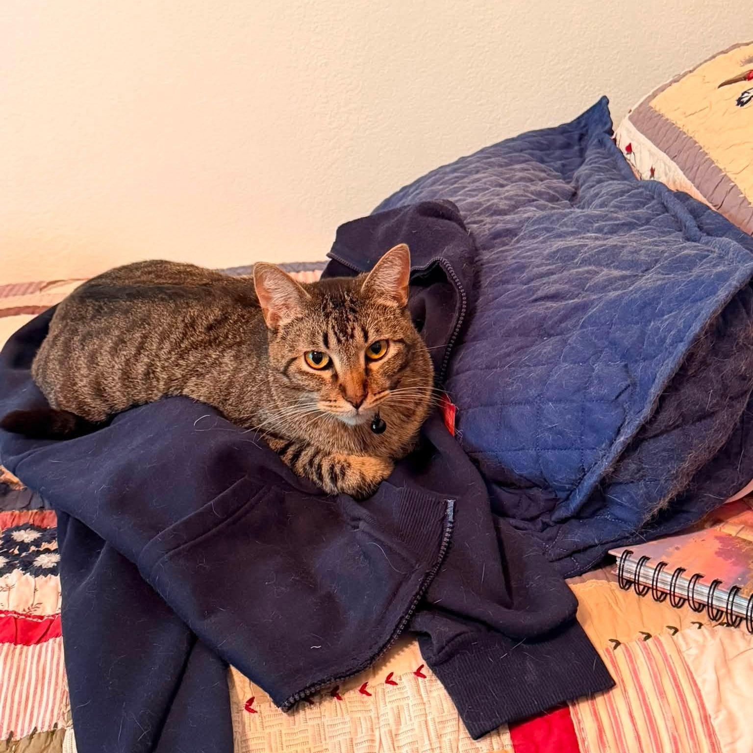 Ridoc, Adoptable, Adult Male Domestic Short Hair.
