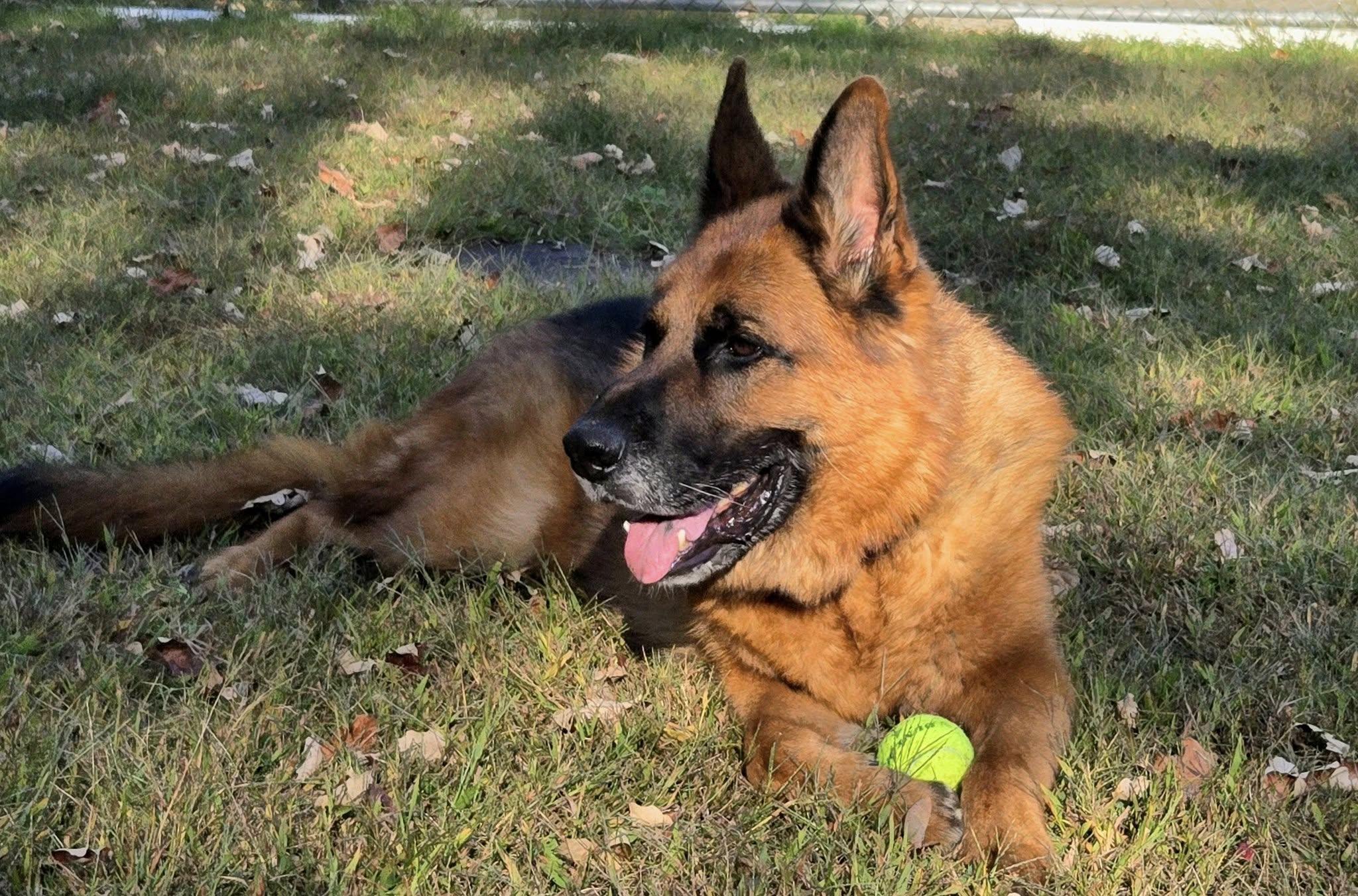 Bruno, a Adoptable German Shepherd Dog in North Kingstown, RI image 1/2