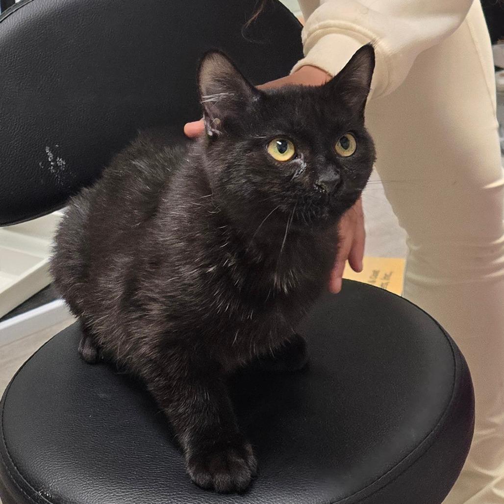 Enlarge Jinx, a Adoptable Domestic Short Hair in Waldorf, MD image 1/1