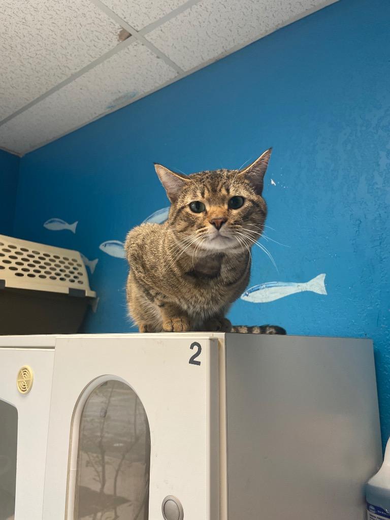 Enlarge Simba (Bonded with Leo), a Adoptable mixed breed in Fort Worth, TX image 1/1