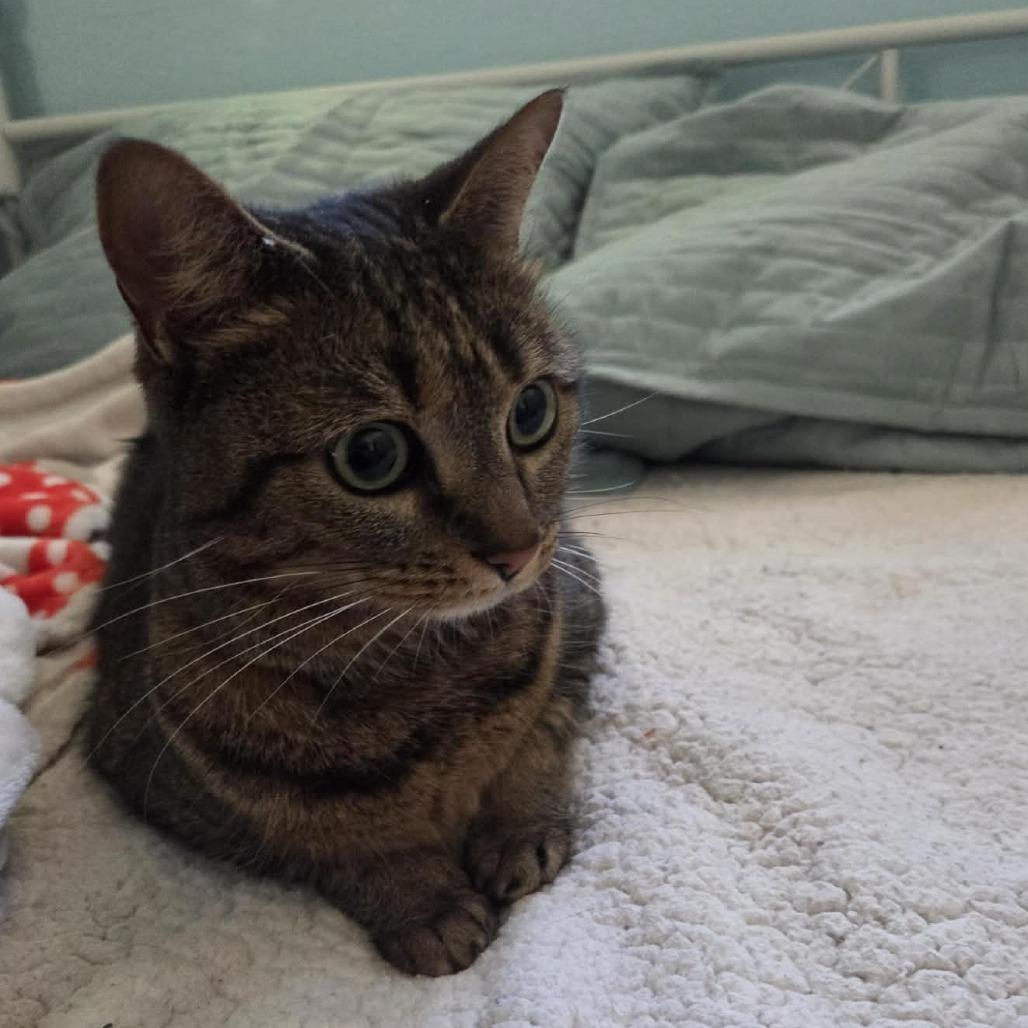 Enlarge Winnie Rose, a Adoptable American Shorthair in Tampa, FL image 1/5