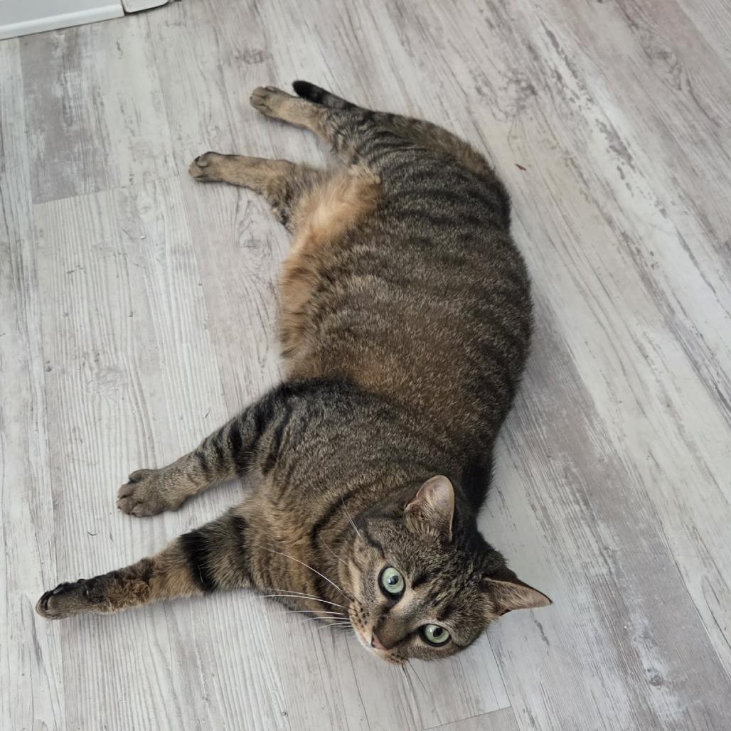 Enlarge Winnie Rose, a Adoptable American Shorthair in Tampa, FL image 2/5