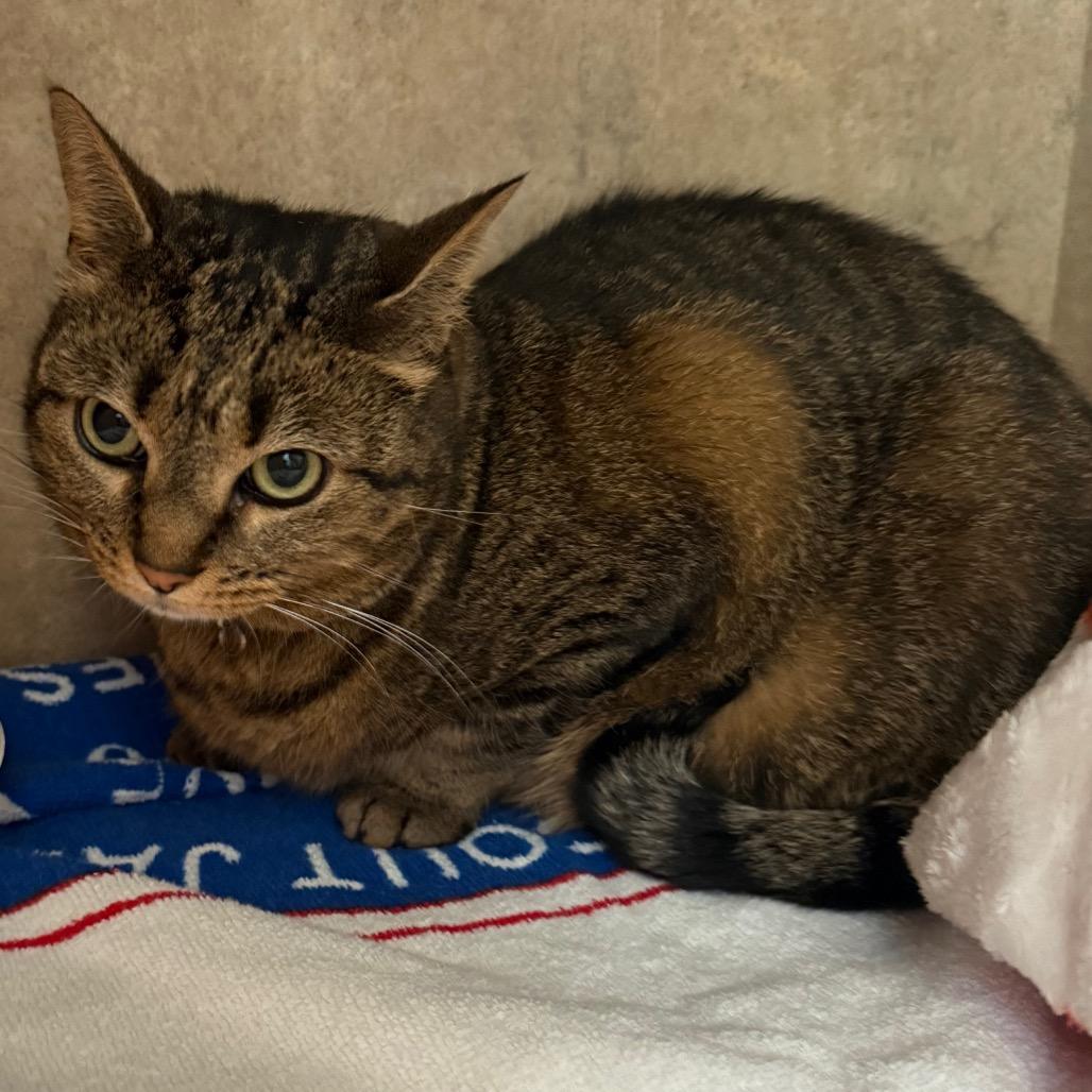 Enlarge Winnie Rose, a Adoptable American Shorthair in Tampa, FL image 3/5