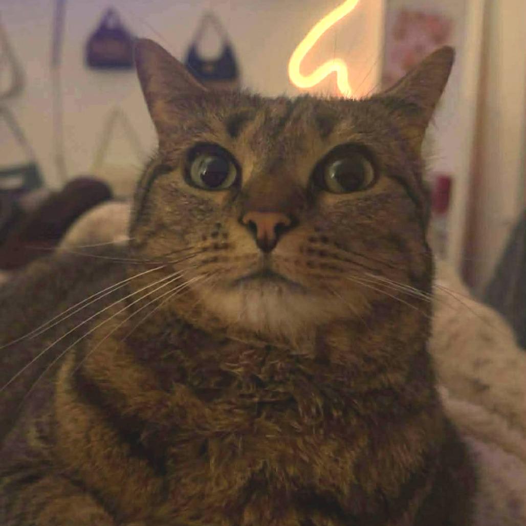 Enlarge Winnie Rose, a Adoptable American Shorthair in Tampa, FL image 4/5