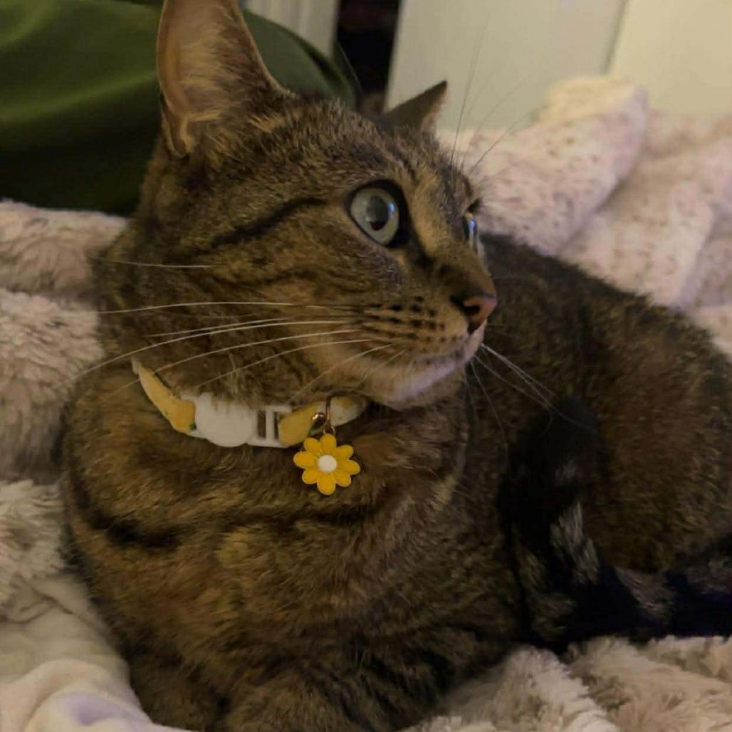 Enlarge Winnie Rose, a Adoptable American Shorthair in Tampa, FL image 5/5