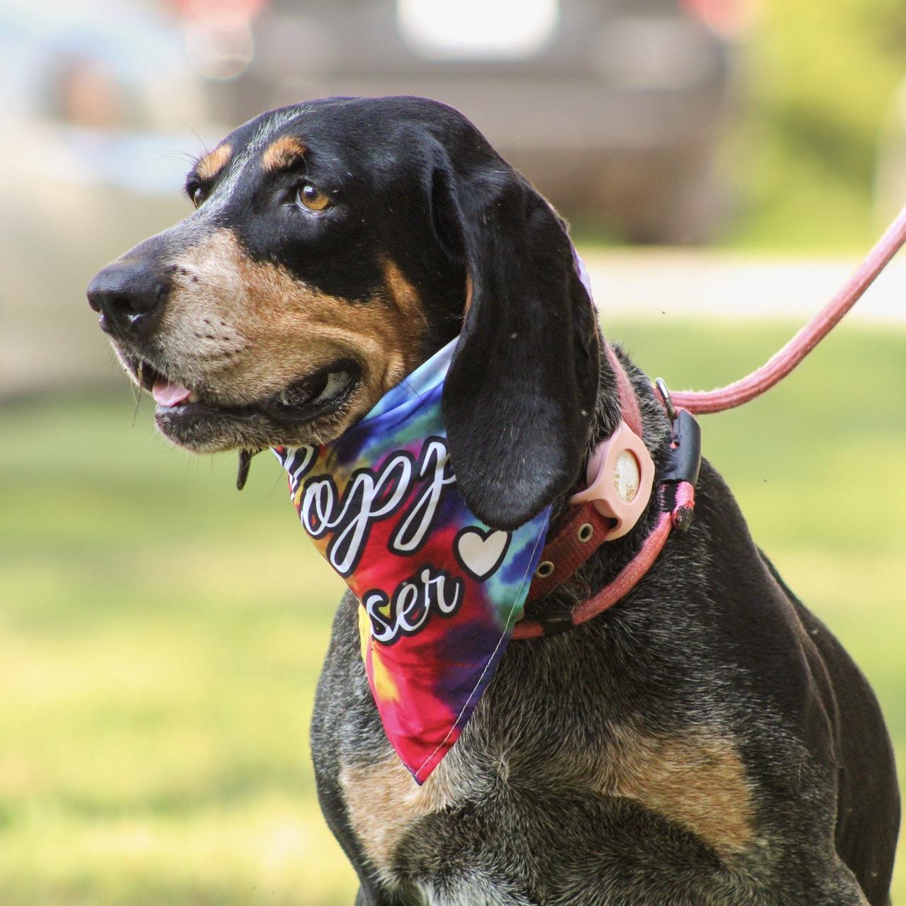 Enlarge Carolina Gold, a Adoptable Bluetick Coonhound in Milford, CT image 5/6