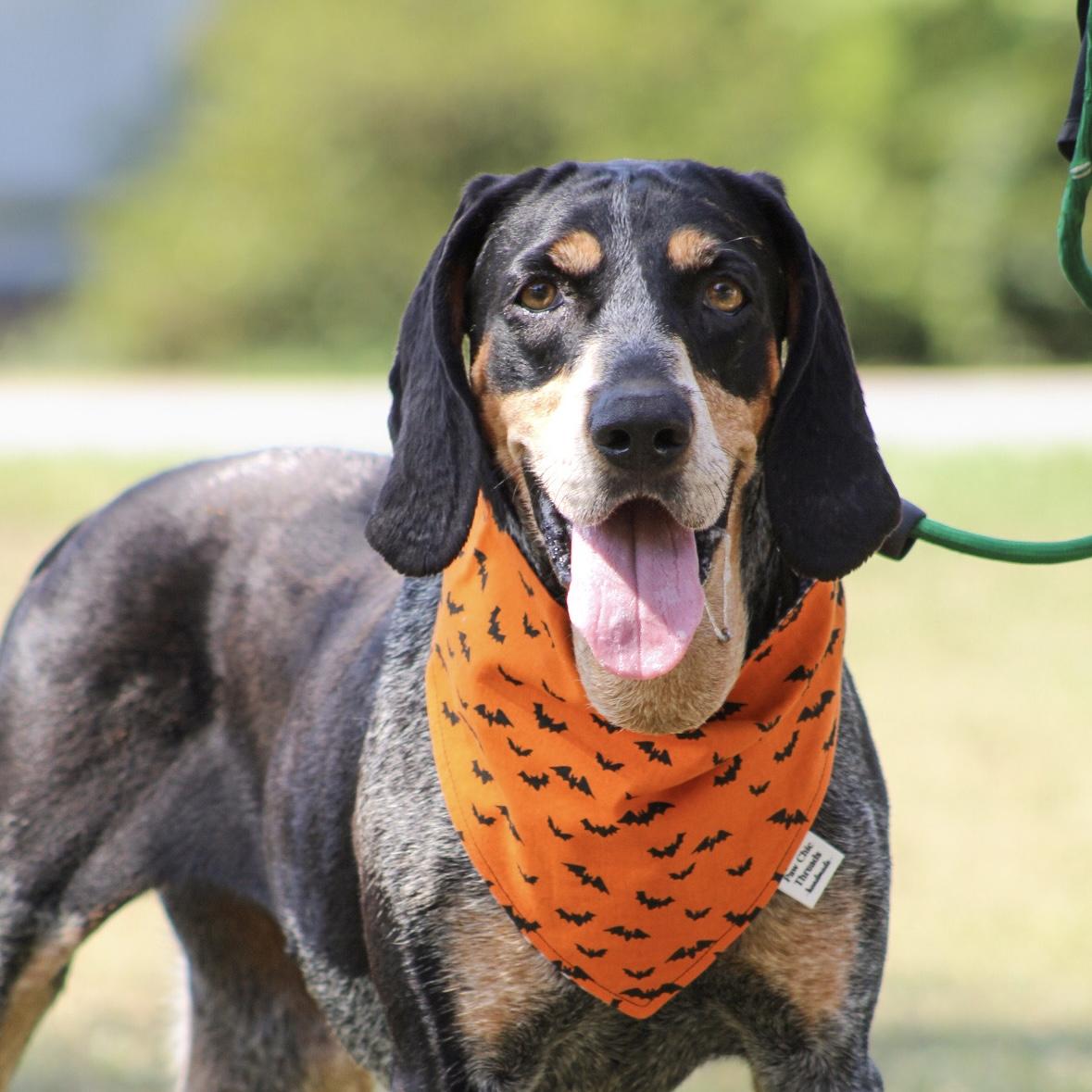 Enlarge Carolina Gold, a Adoptable Bluetick Coonhound in Milford, CT image 1/6